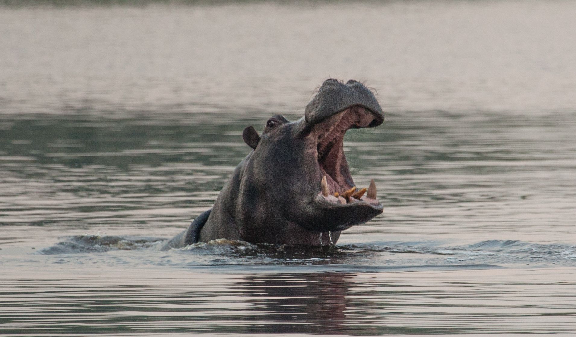 Day 17 Okavango Sandibe (54 of 85).jpg