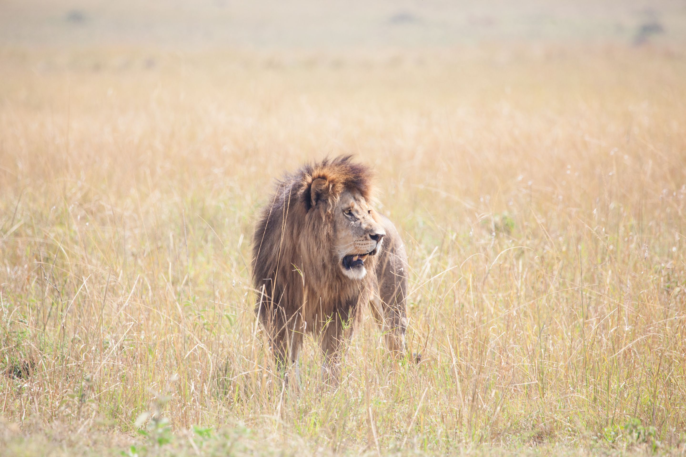 Day 4 Mara (60 of 87).jpg