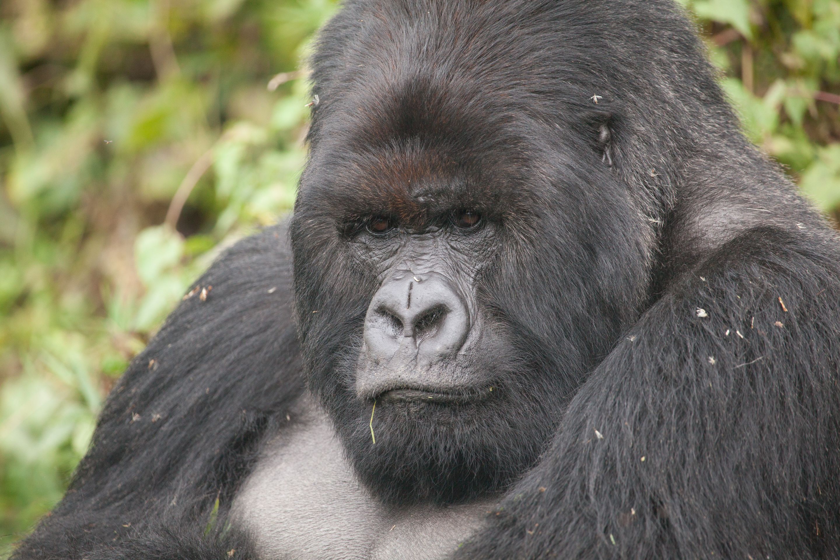 Day 10 Gorillas (58 of 61).jpg