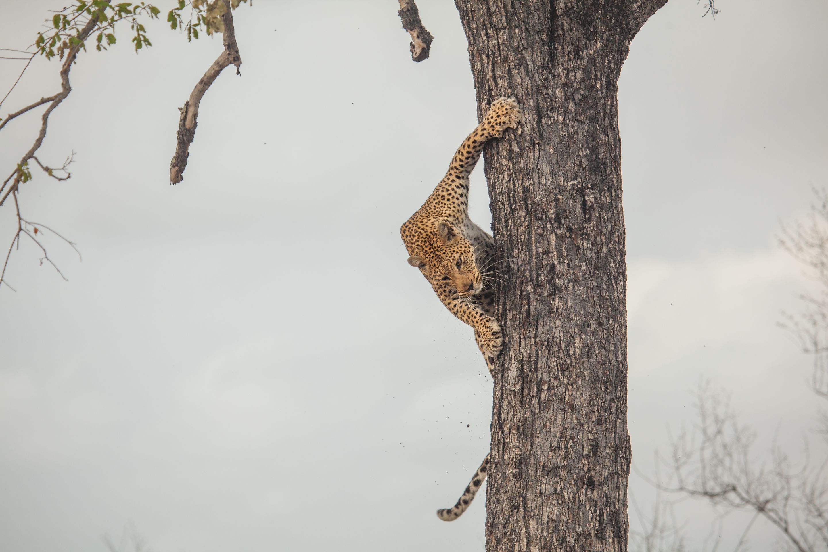 Day 14 SabiSands (54 of 67).jpg