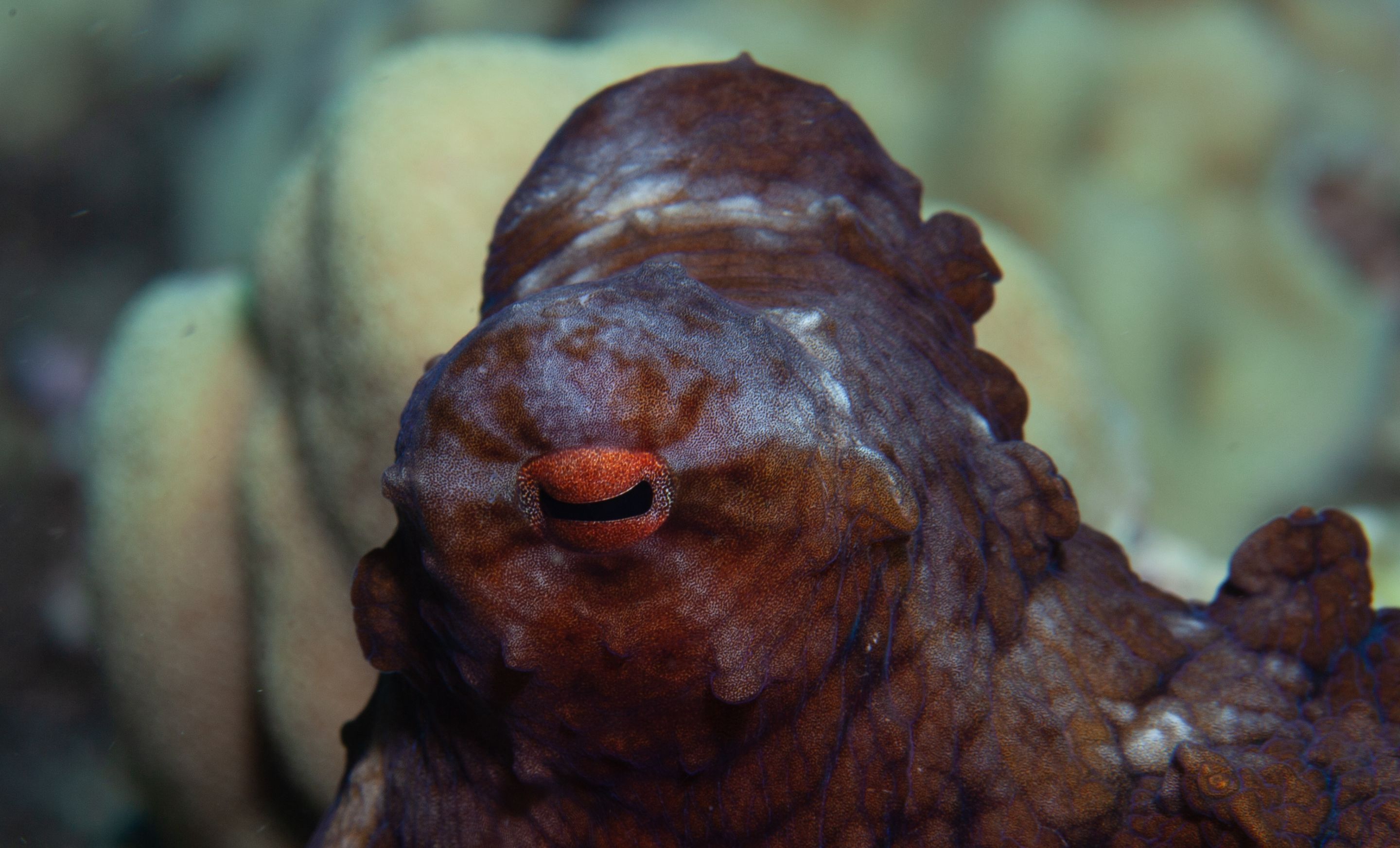TurtleTown Solo Dive (31 of 36).jpg