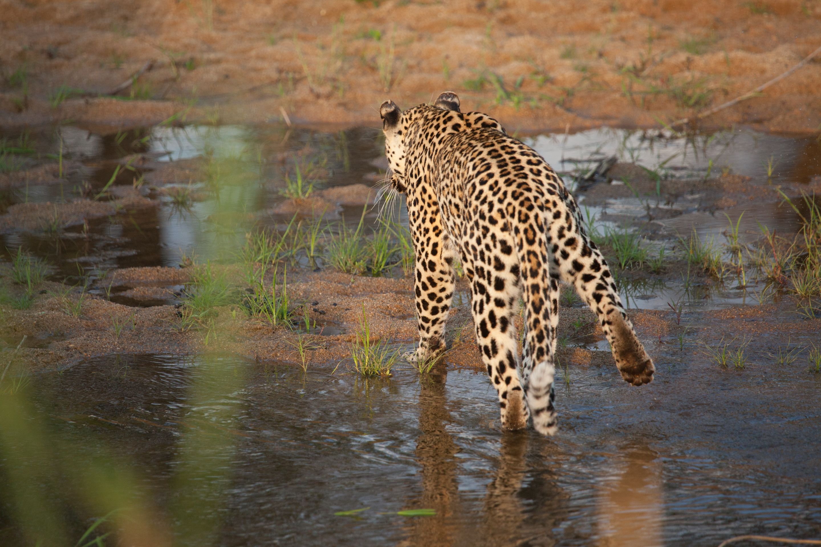 Day 13.5 SabiSands (10 of 29).jpg