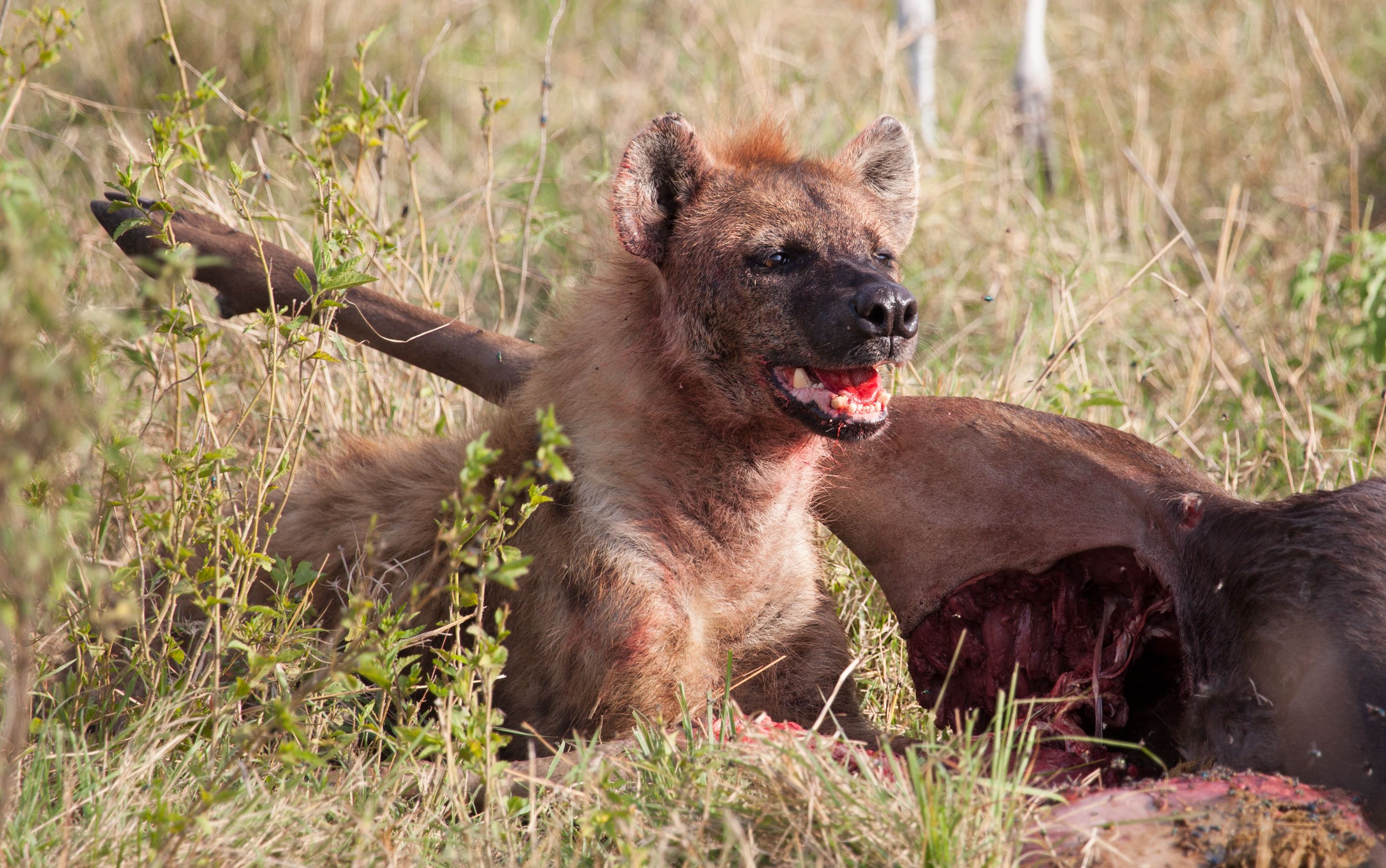 Day 7 Lake Manyara (1 of 103).jpg