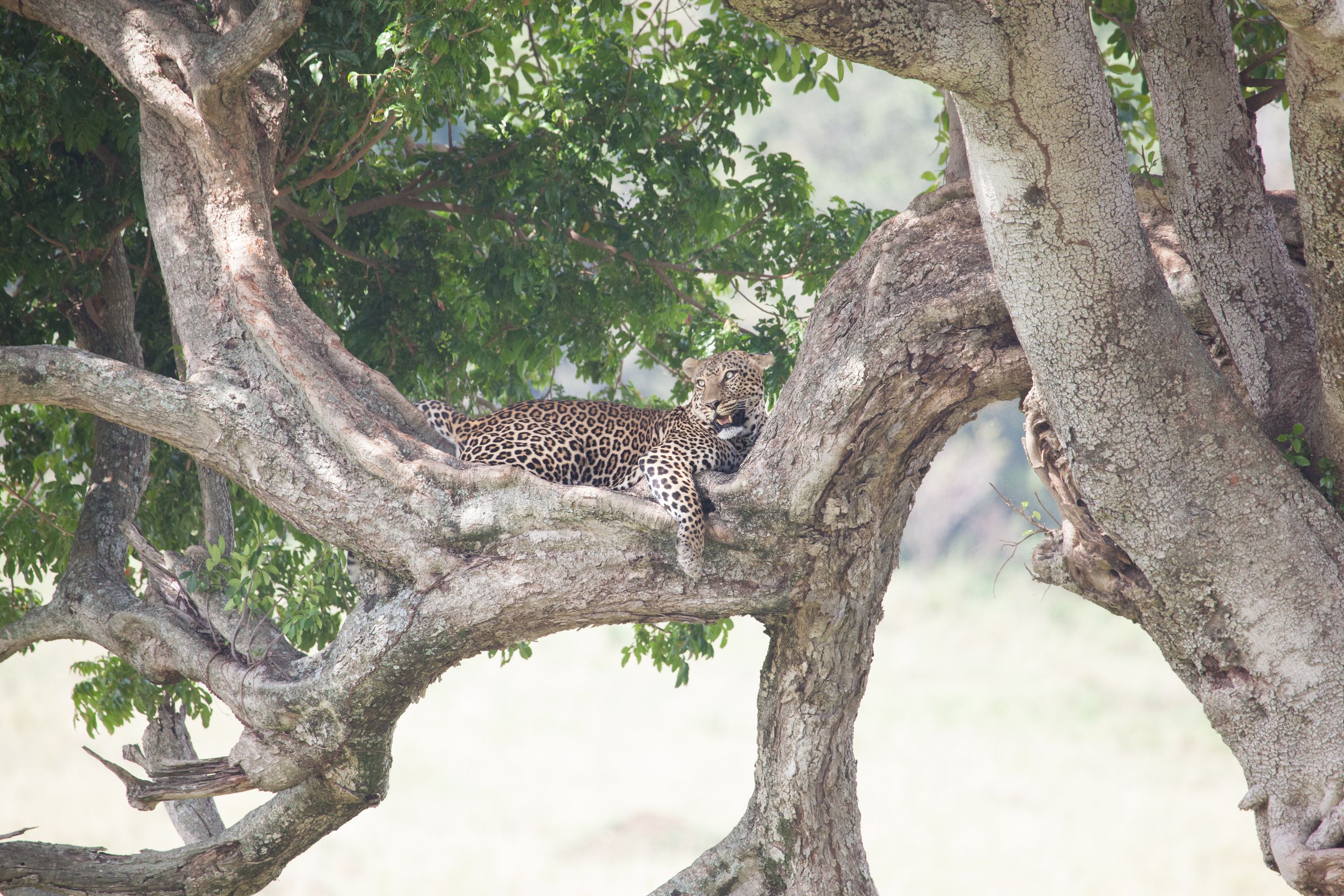 Day 4.5 Mara (21 of 63).jpg