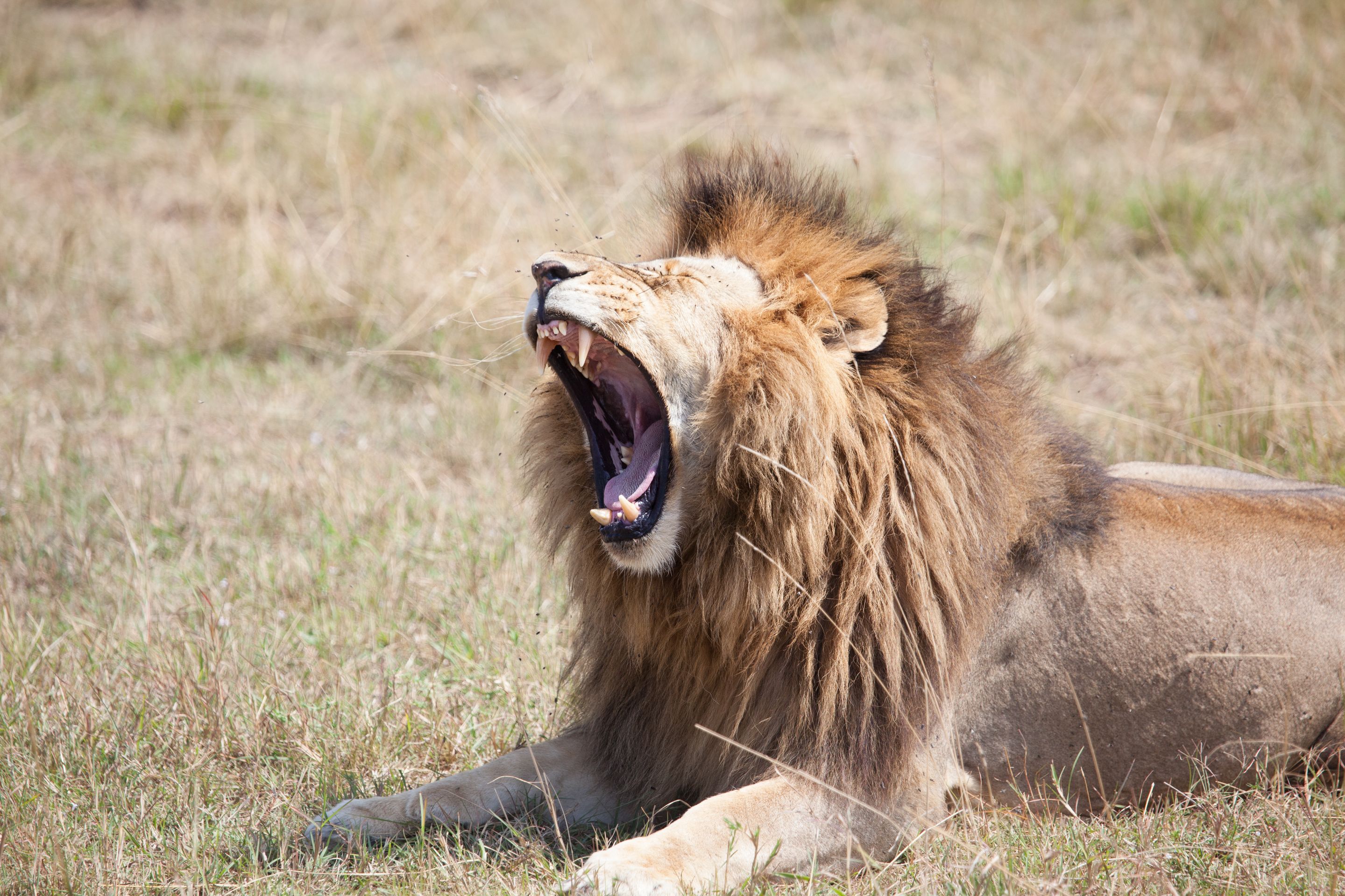 Day 4 Mara (81 of 87).jpg