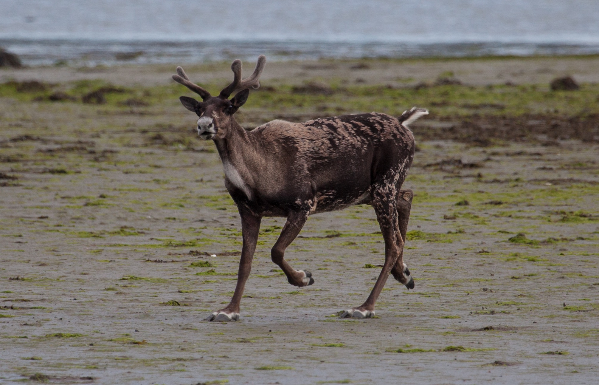 Exploring the Remote Imuya Bay, Alaska by Kayak and Hiking 