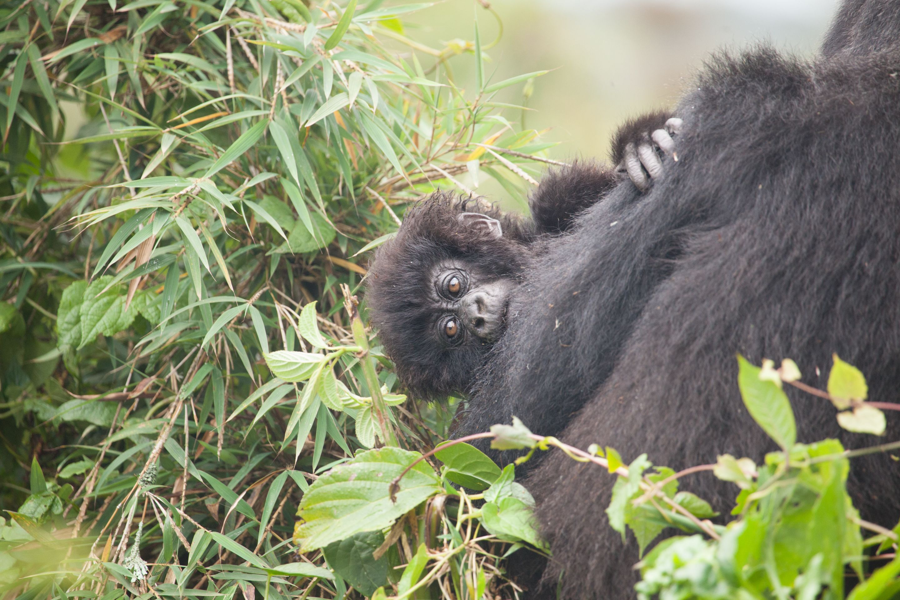 Day 10 Gorillas (27 of 61).jpg