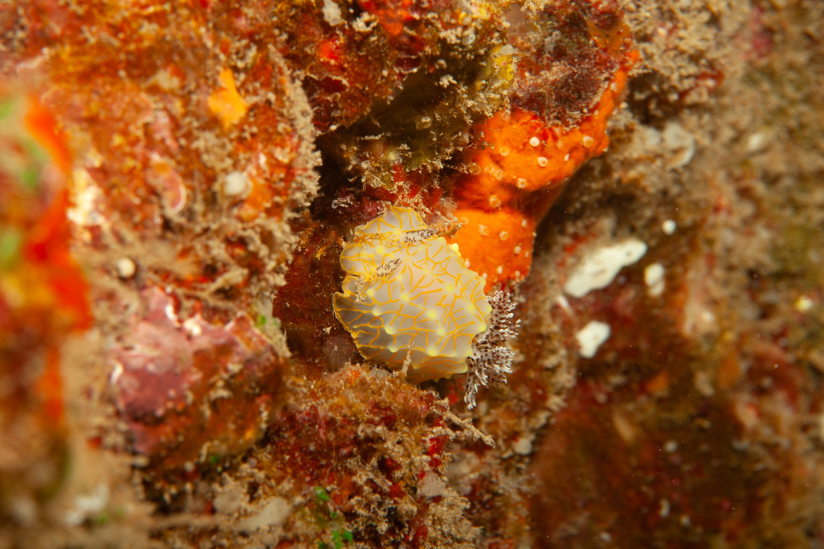 TurtleTown Solo Dive (3 of 36).jpg