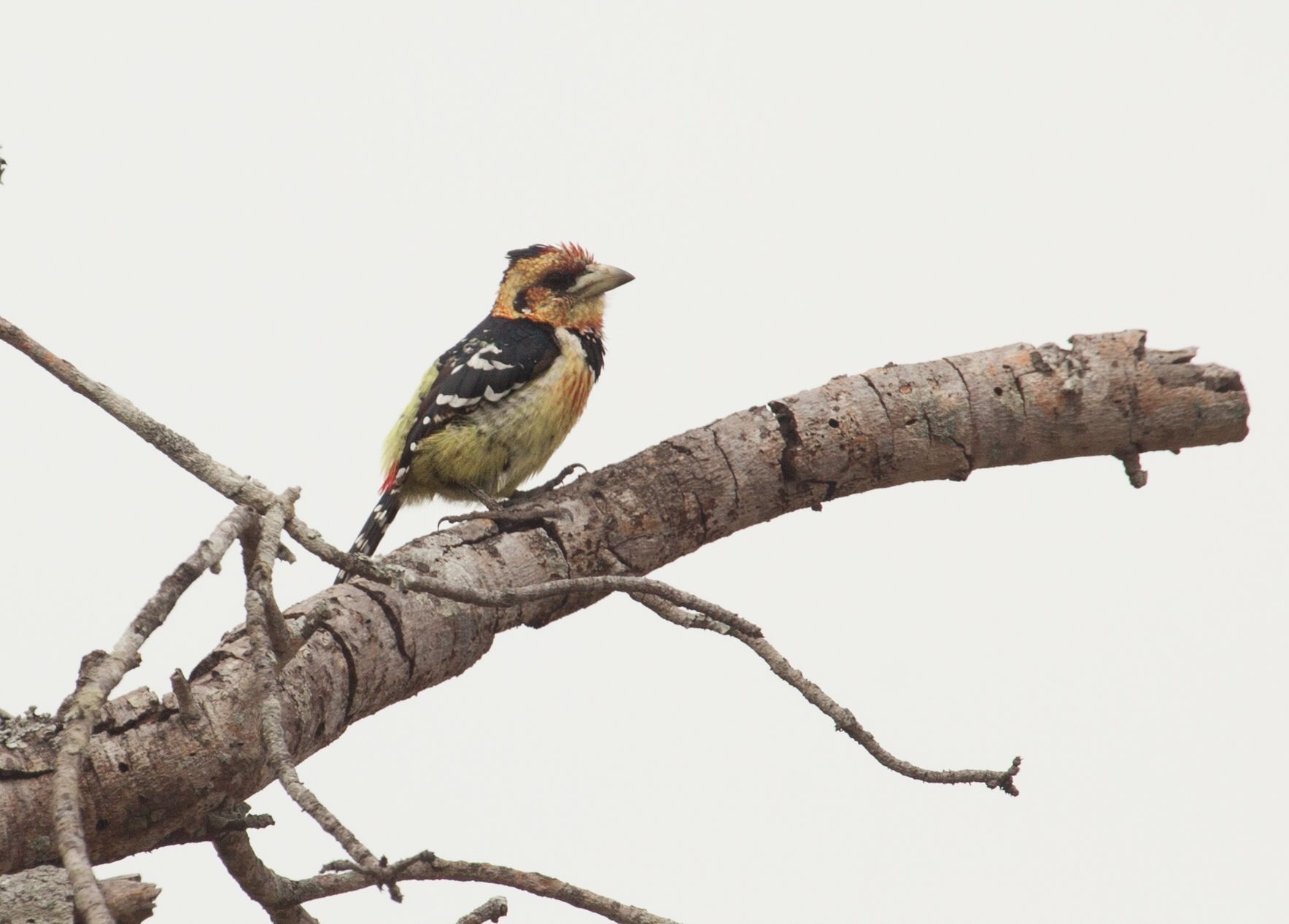 Day 14 SabiSands (63 of 67).jpg