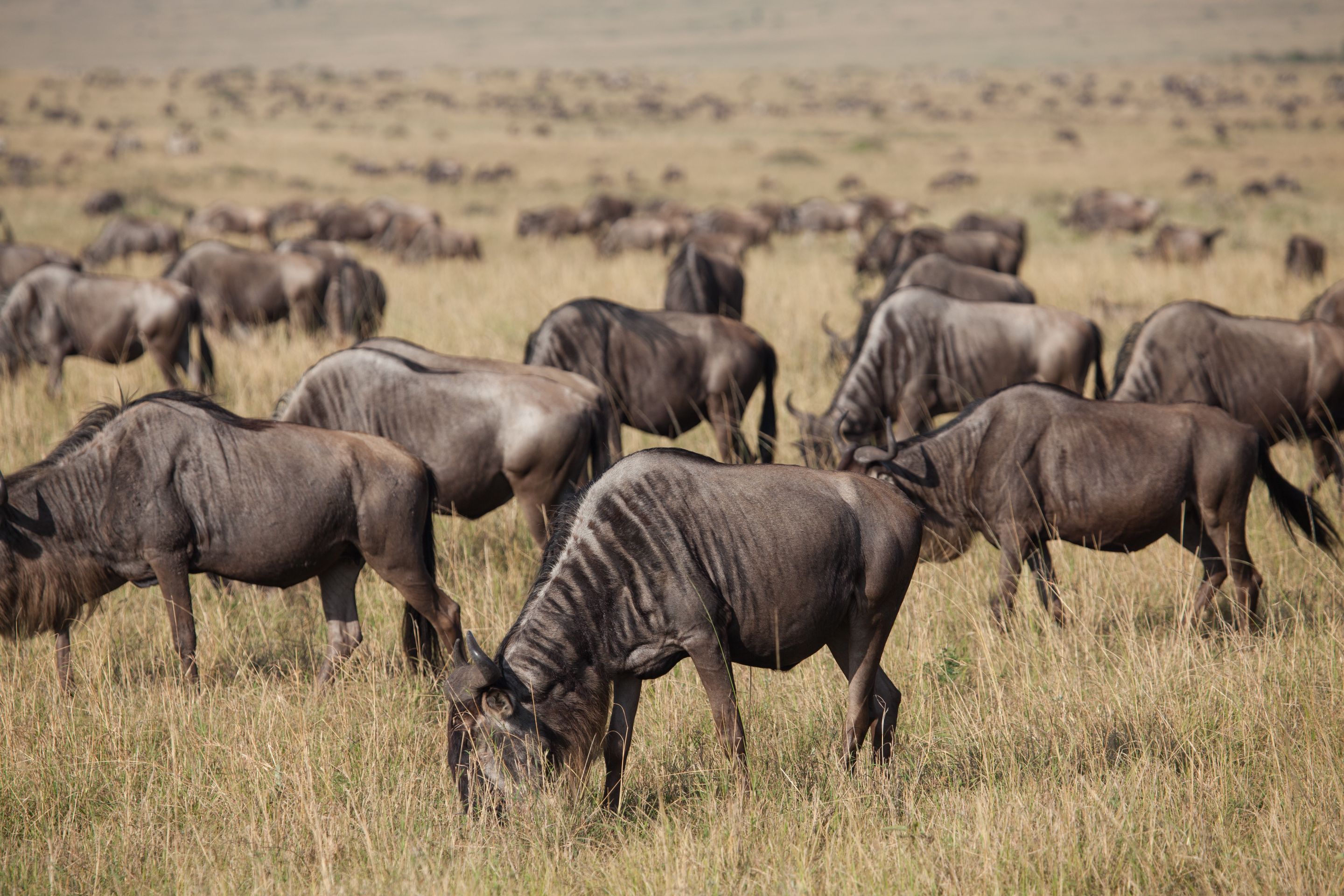 Day 2 Mara (52 of 117).jpg