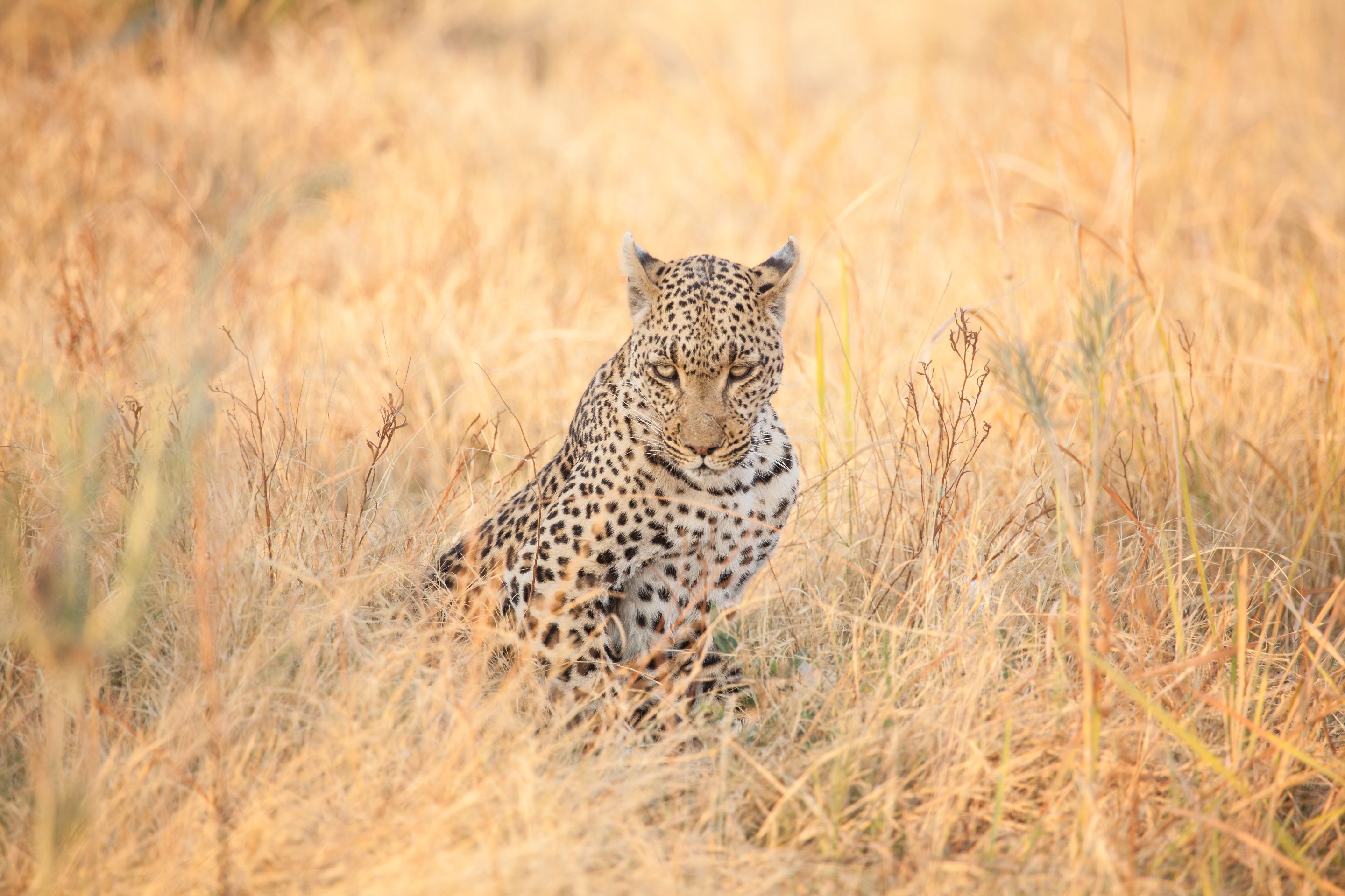 Day 18 Okavango Sandibe (36 of 69).jpg