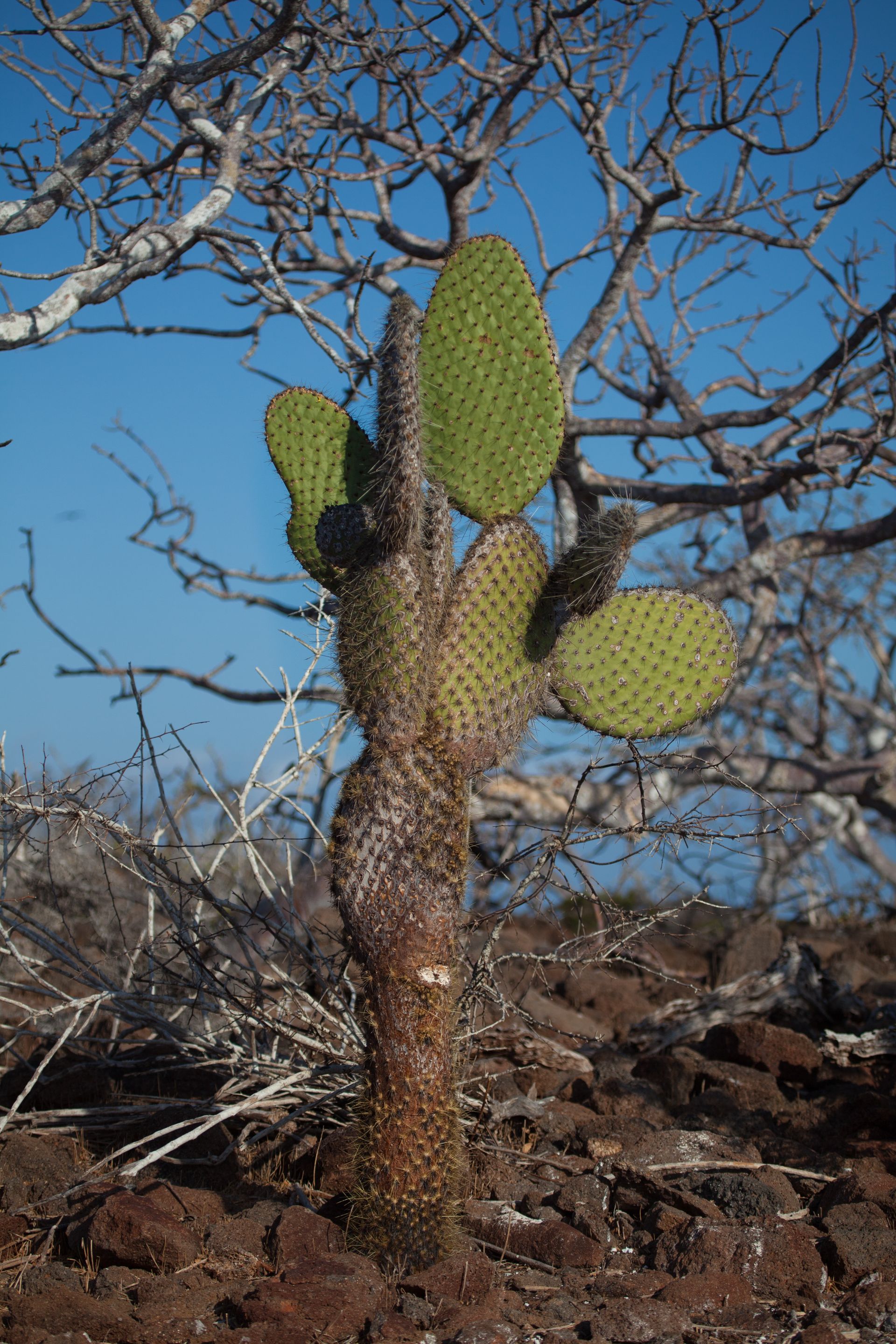 Day 1 Galapagos II (3 of 71).jpg