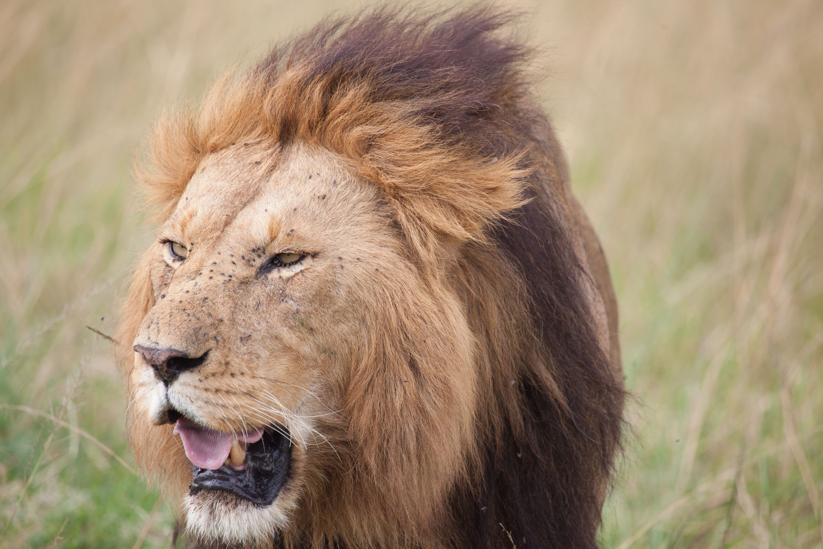 Day 4.5 Mara (62 of 63).jpg