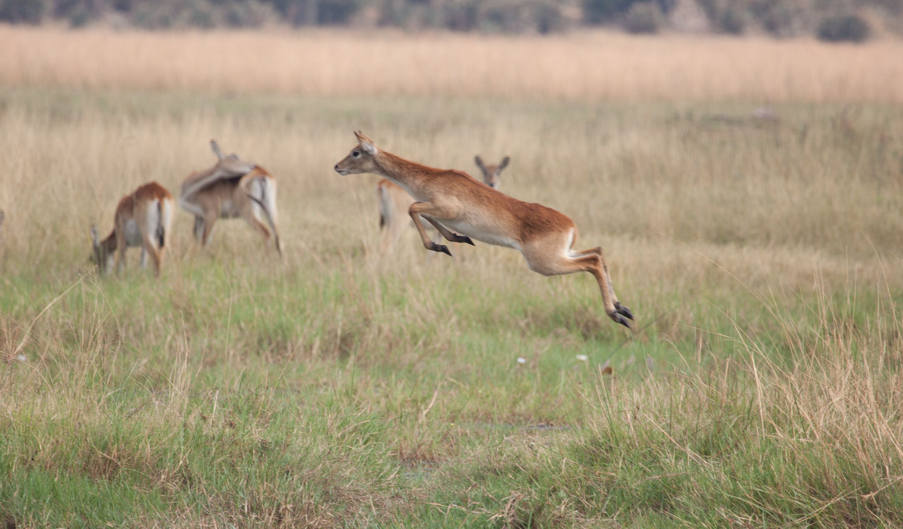 Day 19 Okavango Sandibe (15 of 27).jpg