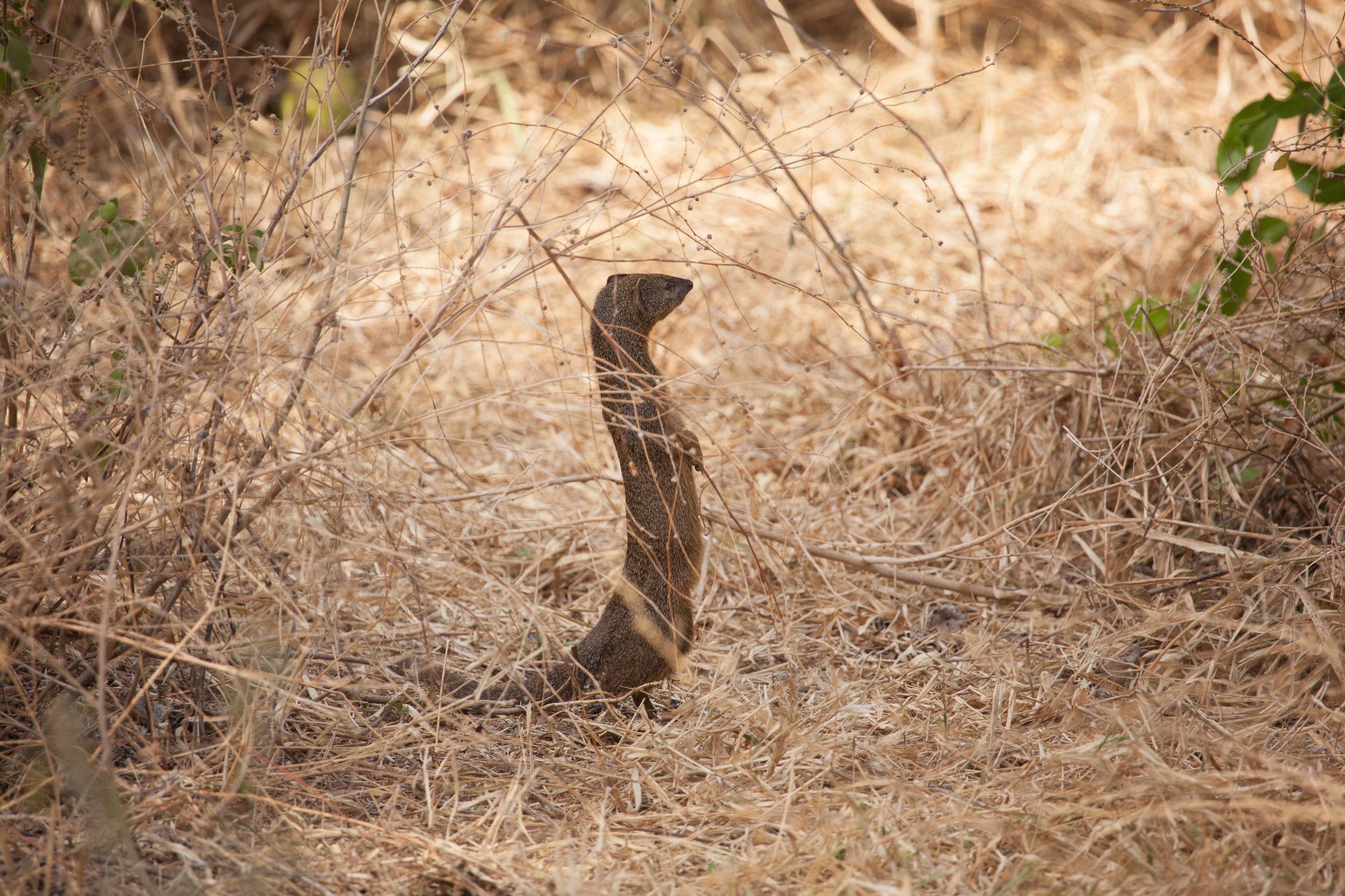 Day 7 Lake Manyara (66 of 103).jpg