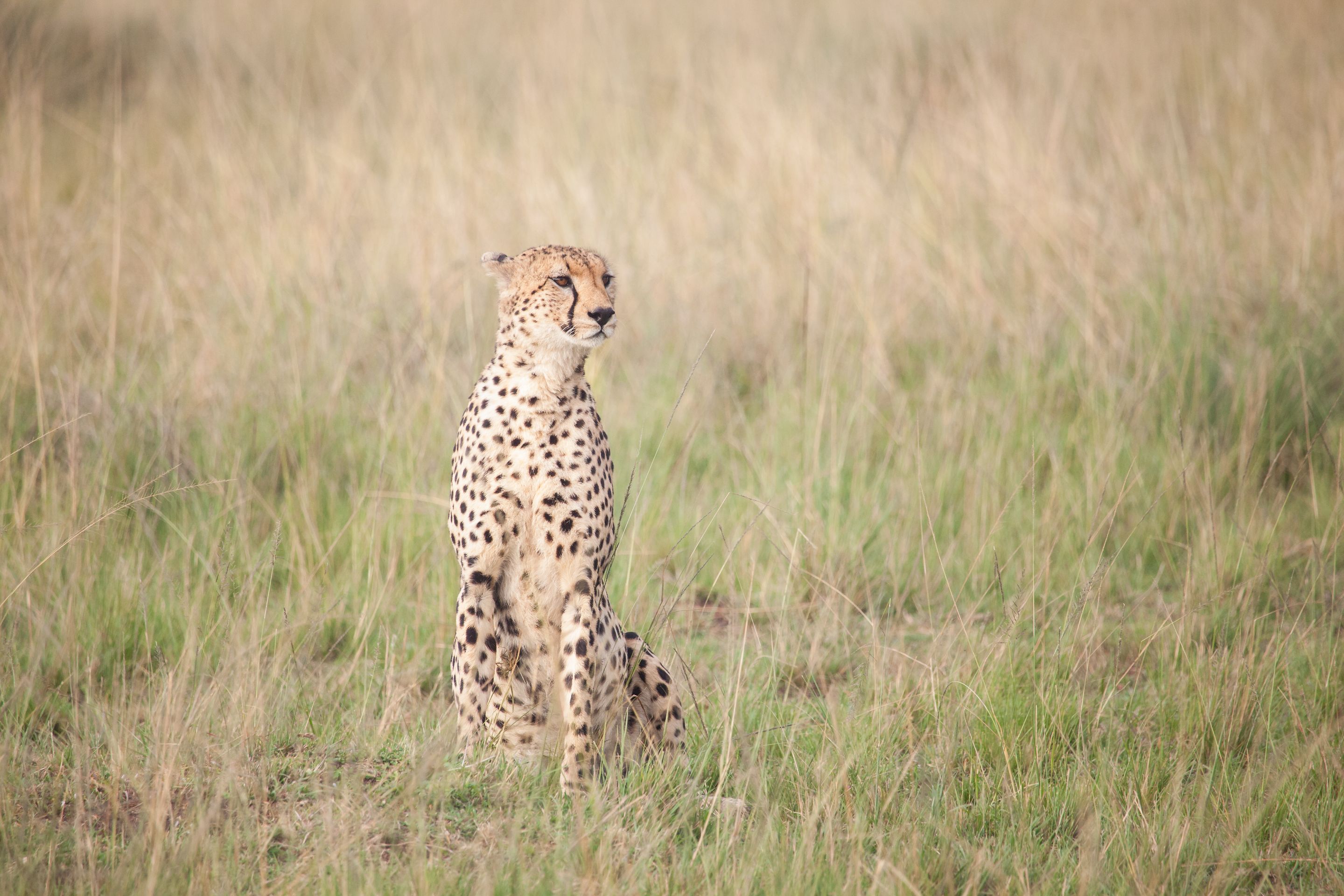 Day 4 Mara (39 of 87).jpg