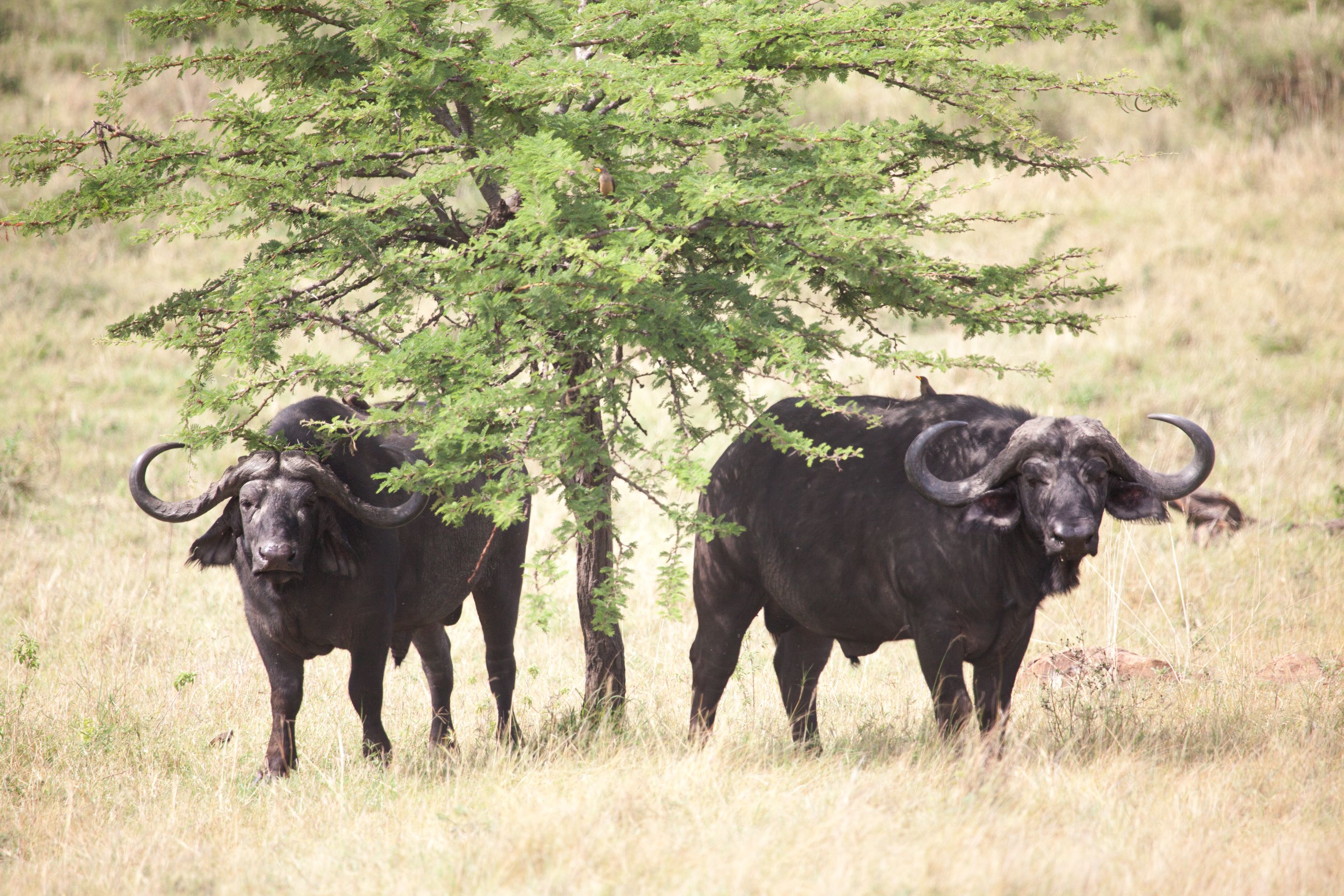 Day 6 Serengeti (45 of 62).jpg