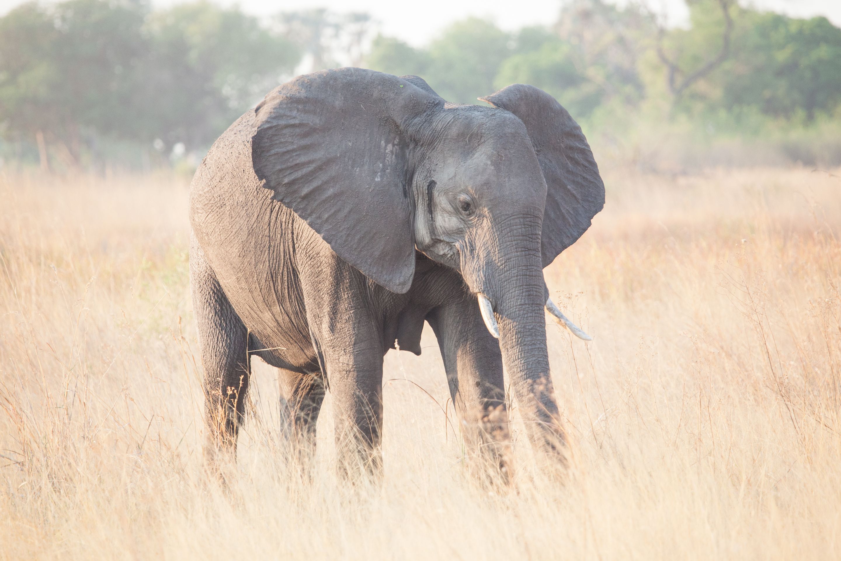 Day 17 Okavango Sandibe (23 of 85).jpg