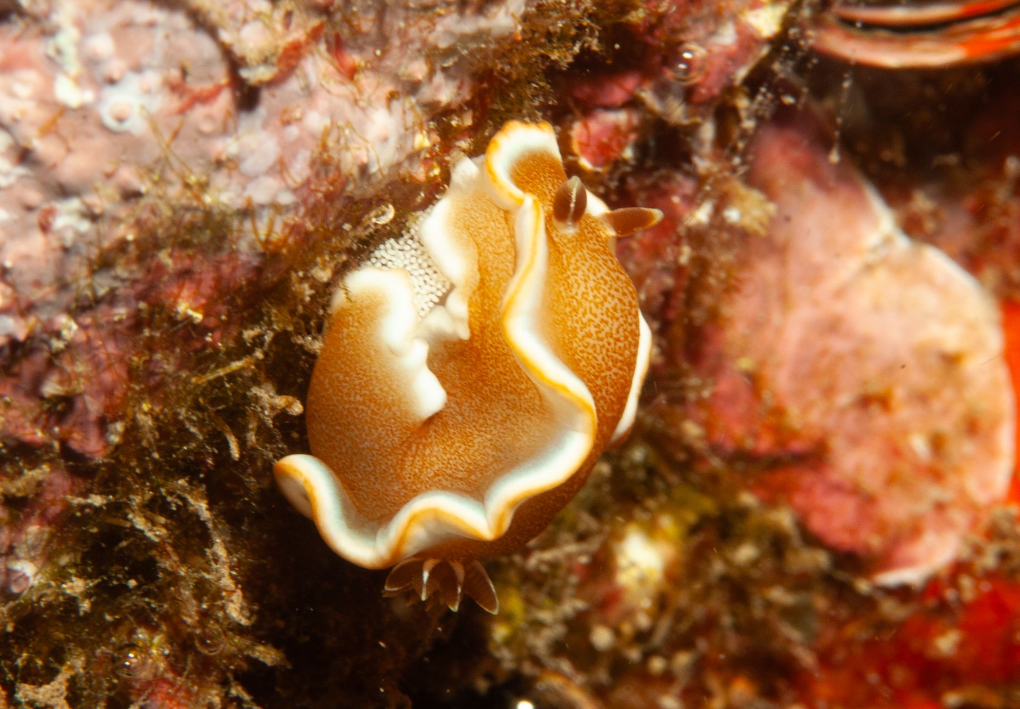 TurtleTown Solo Dive (8 of 36).jpg
