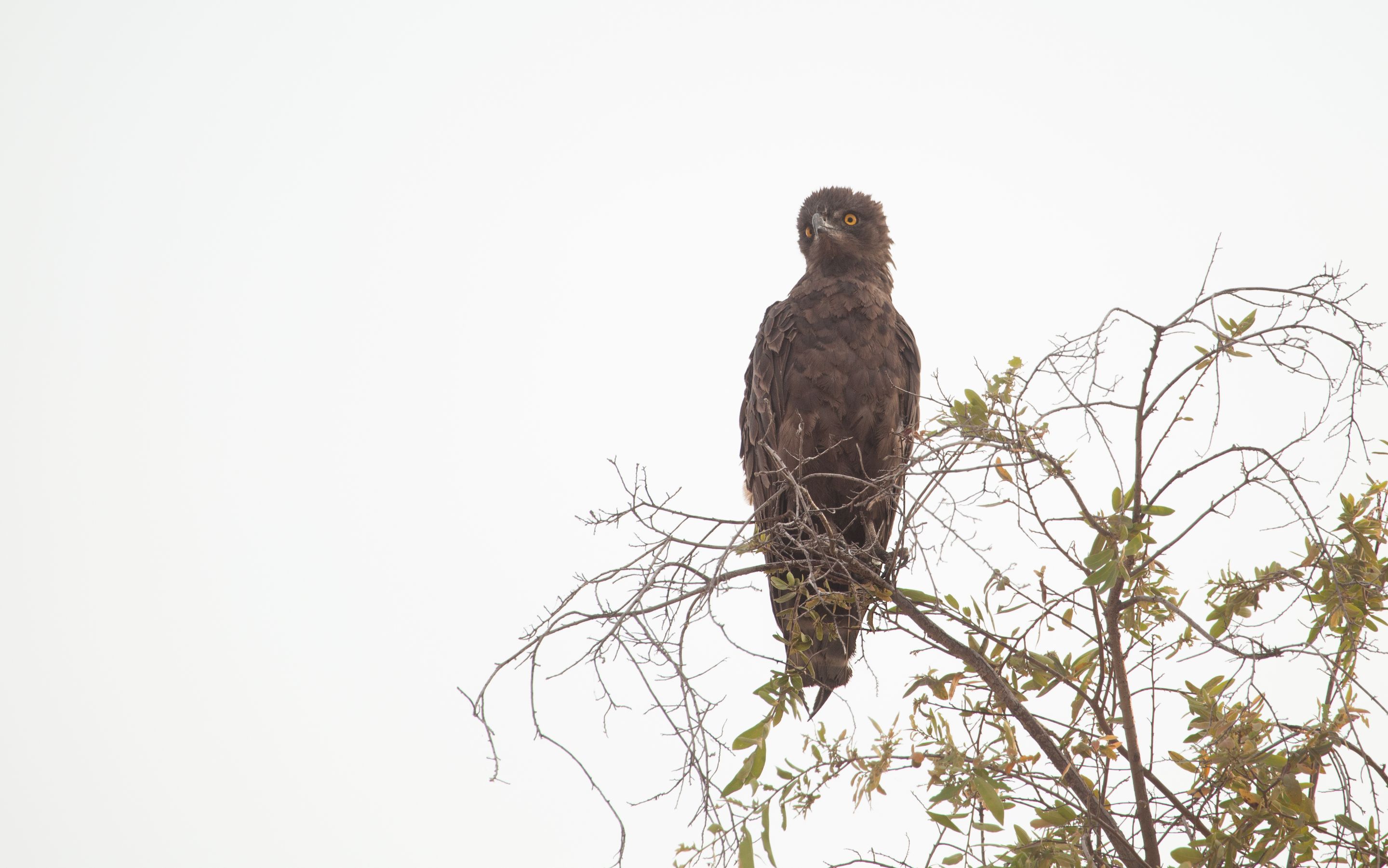 Day 18 Okavango Sandibe (68 of 69).jpg