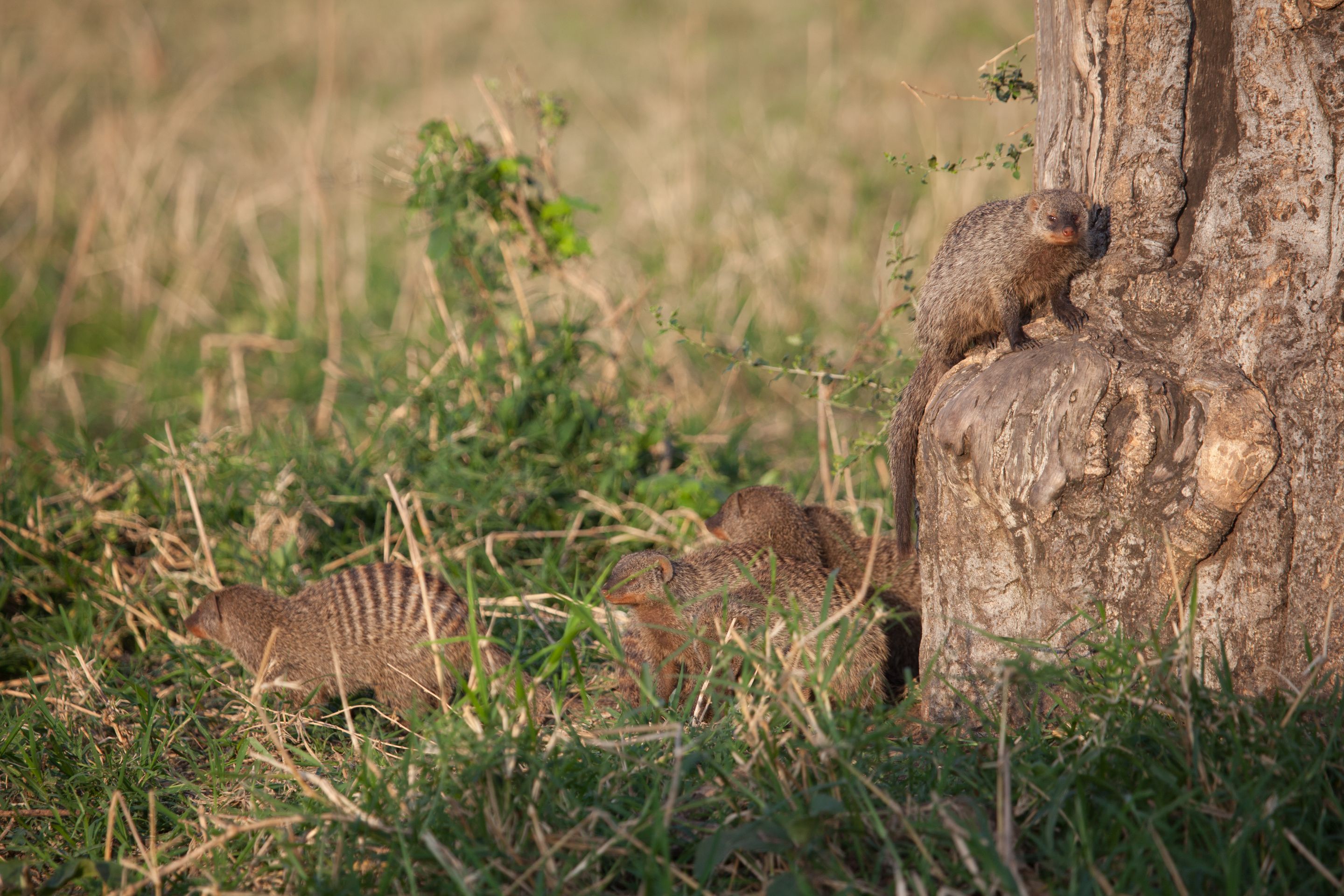 Day 2 Mara (31 of 117).jpg