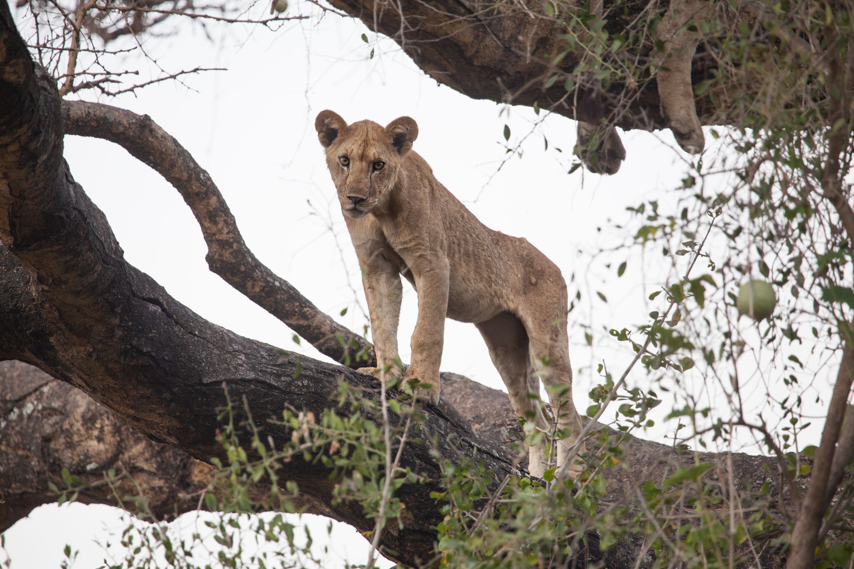 Day 7 Lake Manyara (79 of 103).jpg