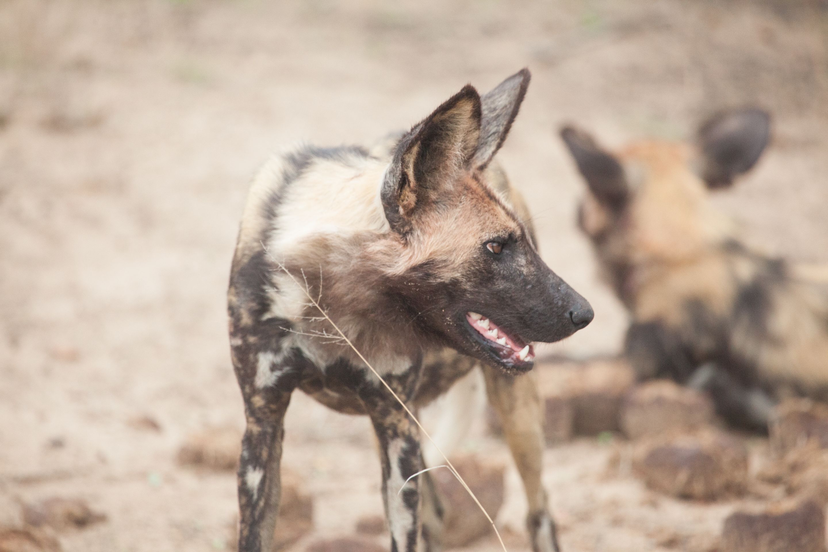 Day 13 SabiSands (62 of 76).jpg