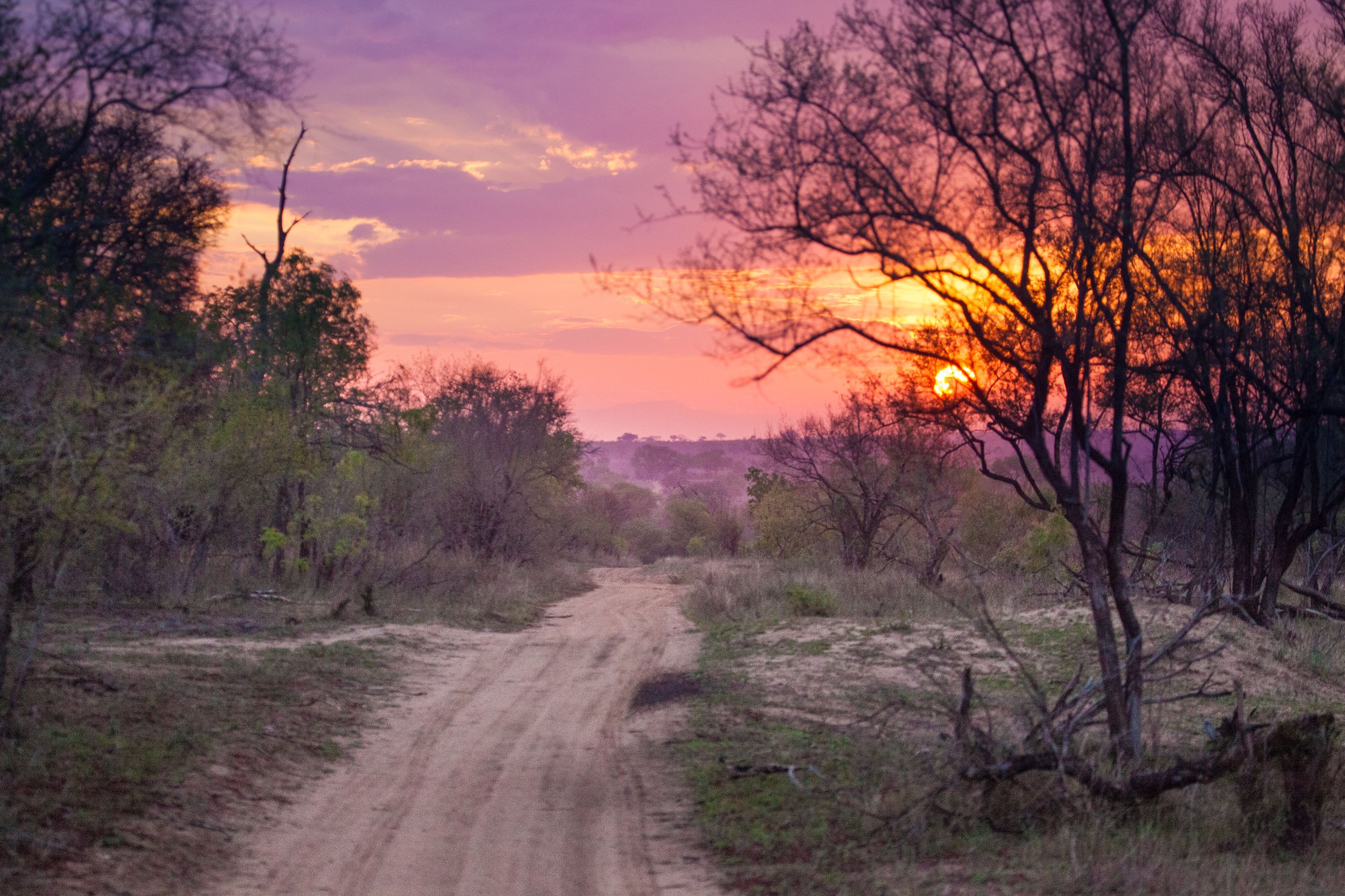 Day 12 SabiSands (36 of 43).jpg