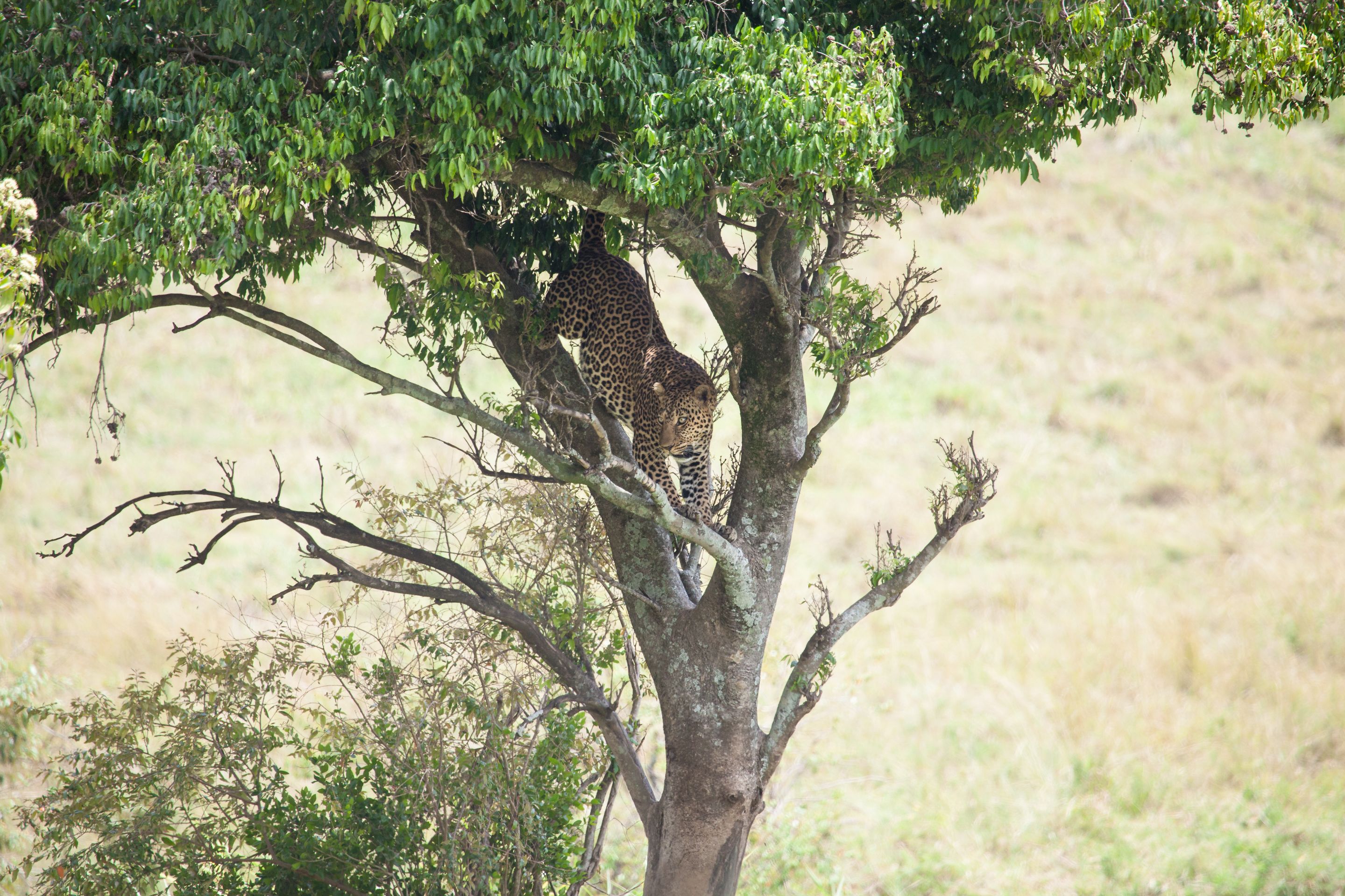 Day 2 Mara (71 of 117).jpg