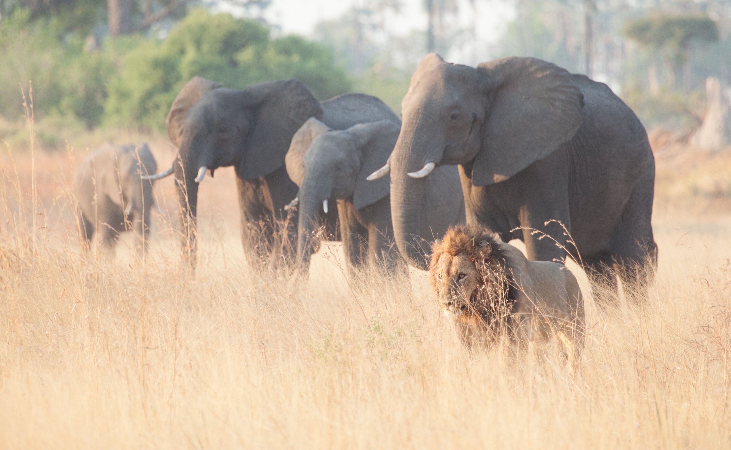 Day 17 Okavango Sandibe (10 of 85).jpg