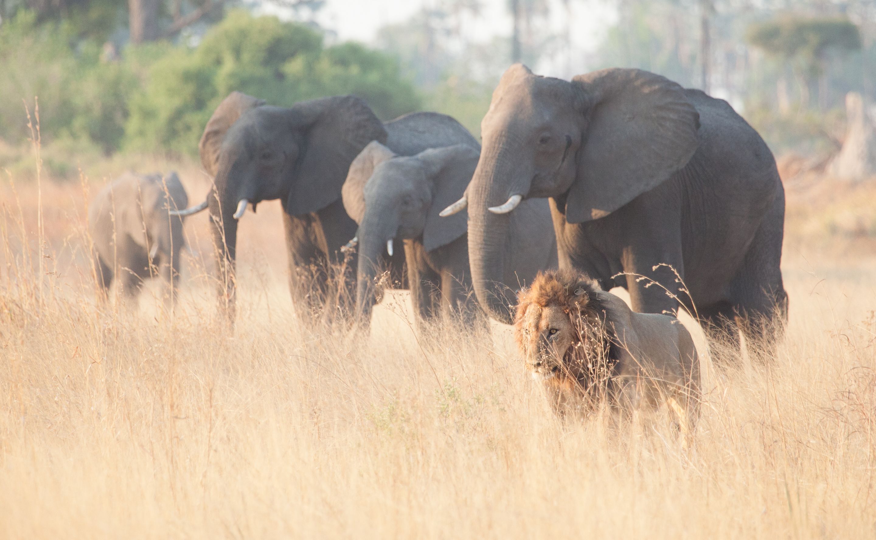 Day 17 Okavango Sandibe (10 of 85).jpg