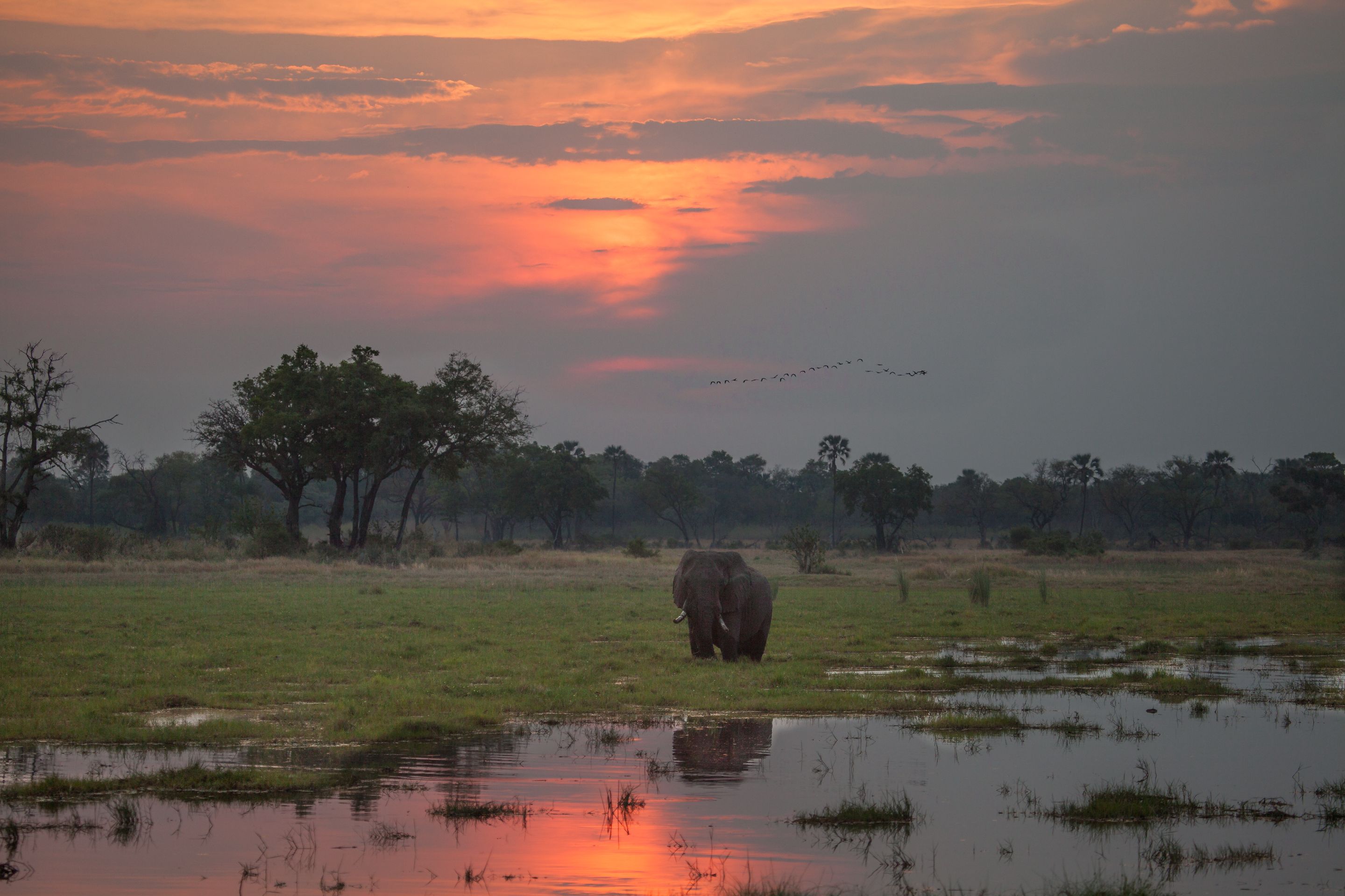 Day 18 Okavango Sandibe (42 of 69).jpg