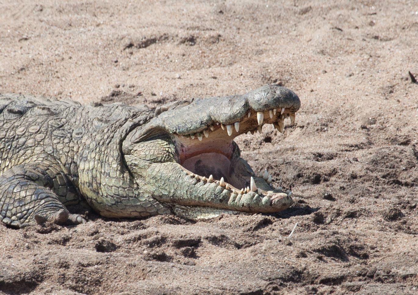 Day 5 Serengeti (3 of 65).jpg