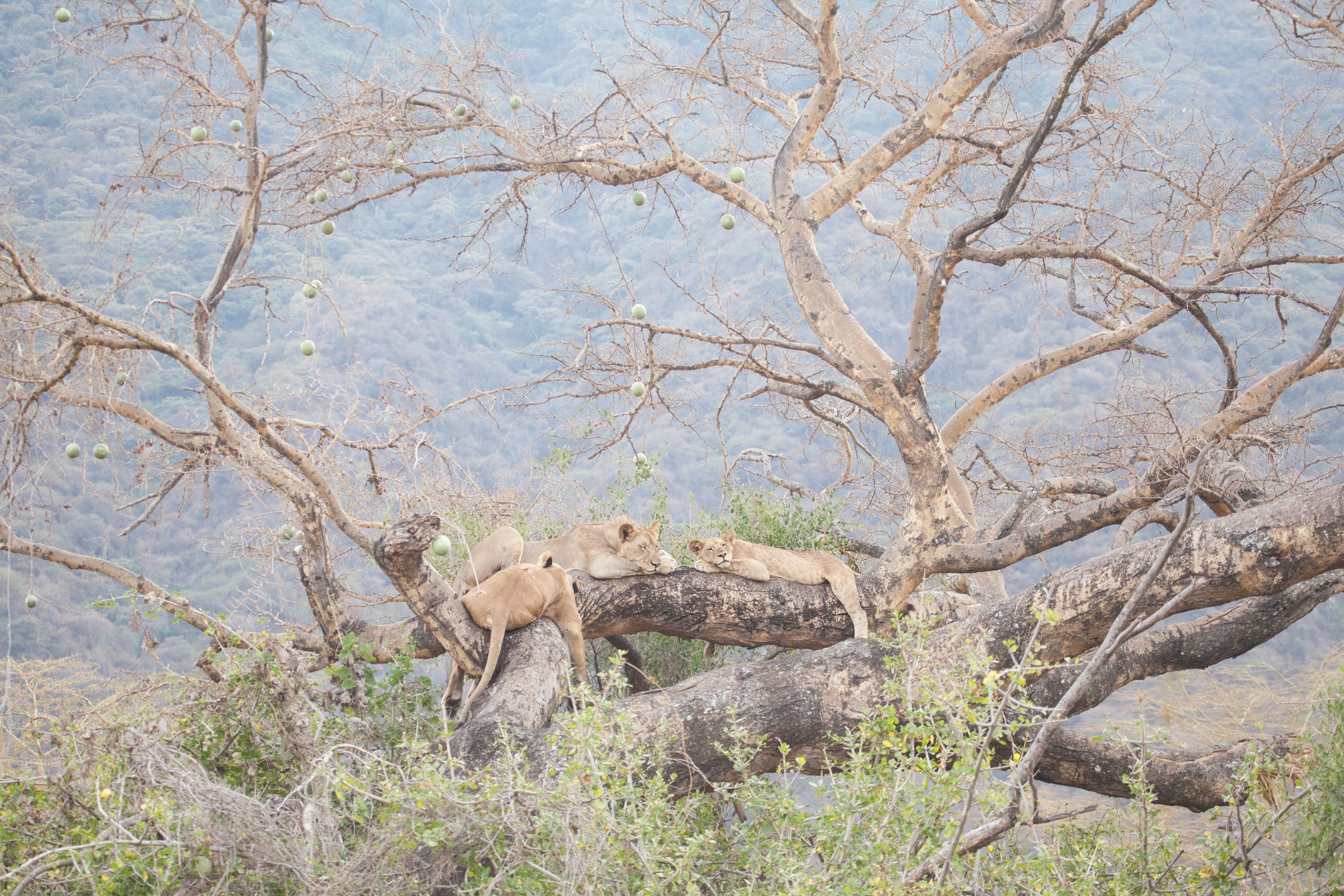 Day 7 Lake Manyara (99 of 103).jpg