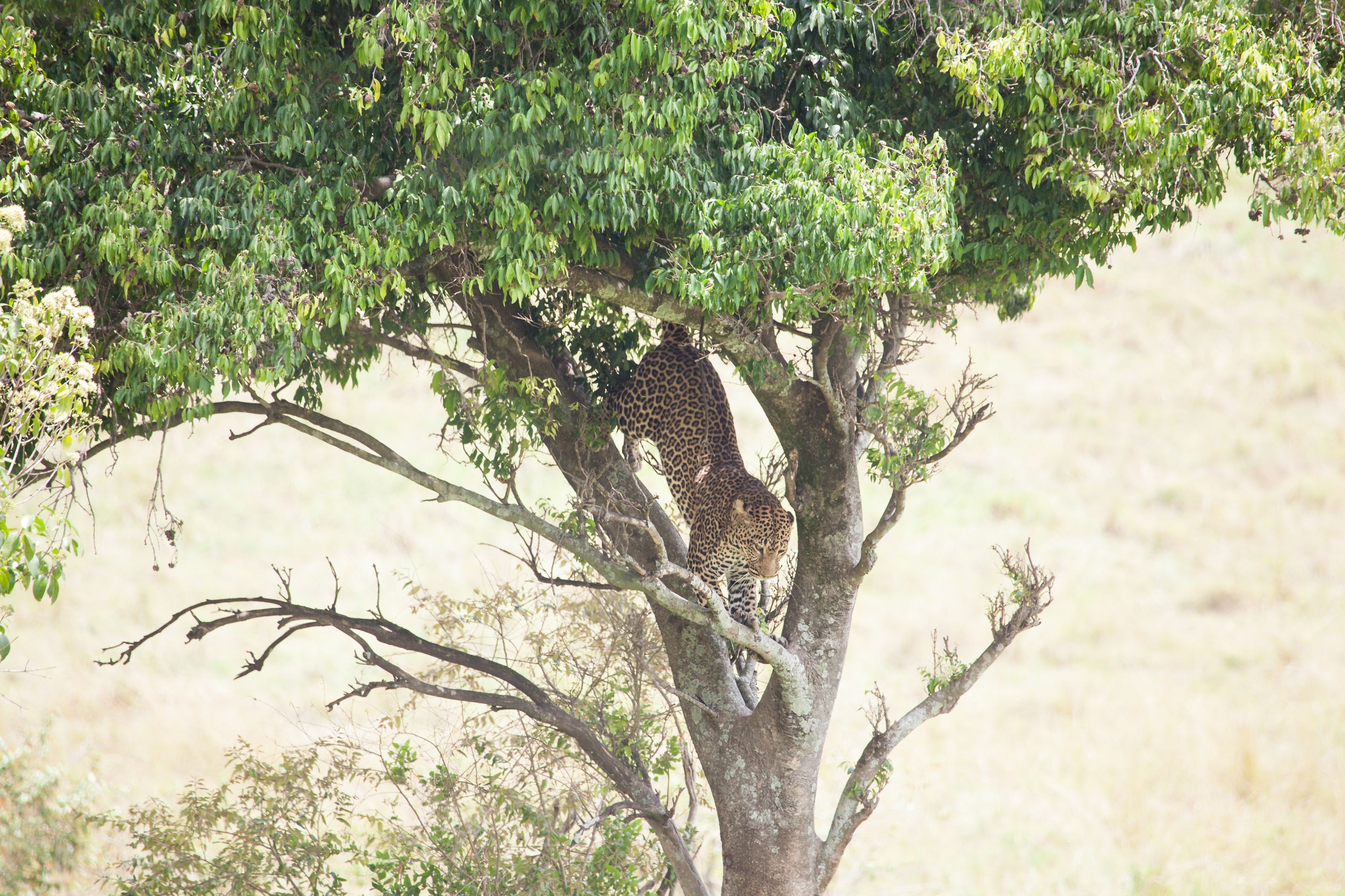 Day 2 Mara (68 of 117).jpg