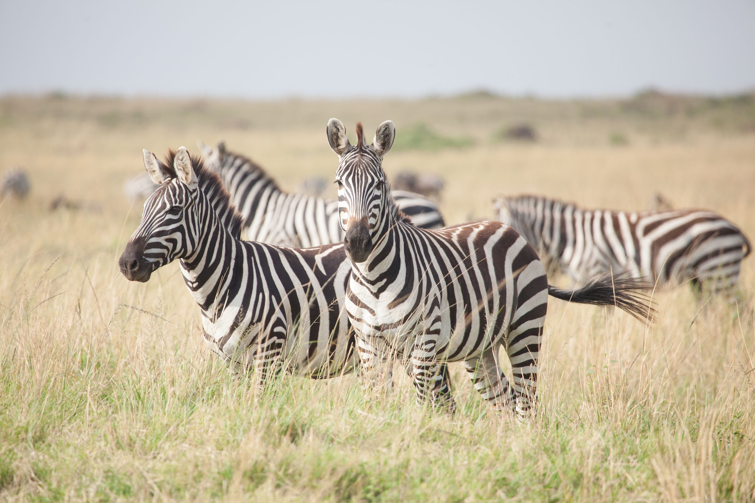 Day 4 Mara (50 of 87).jpg