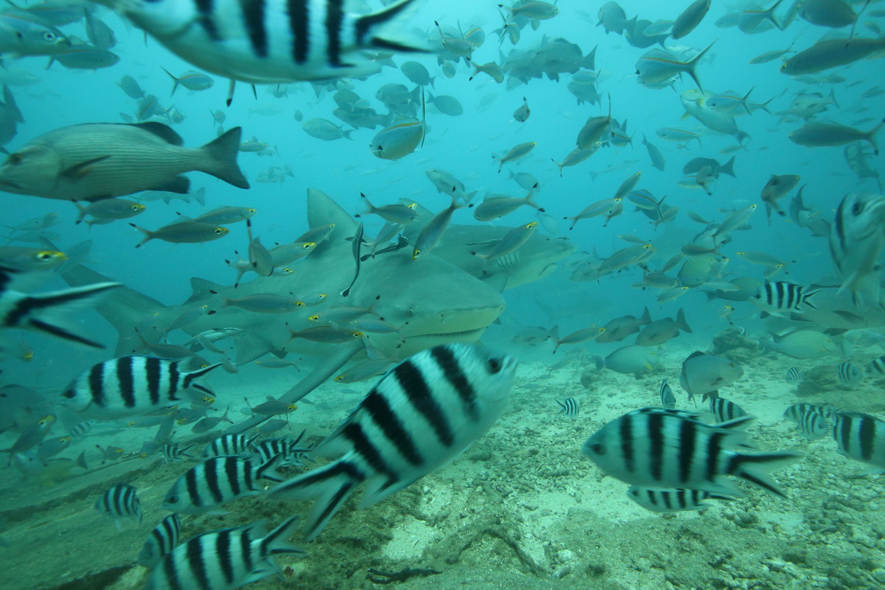 BeqaSharkDive47.JPG