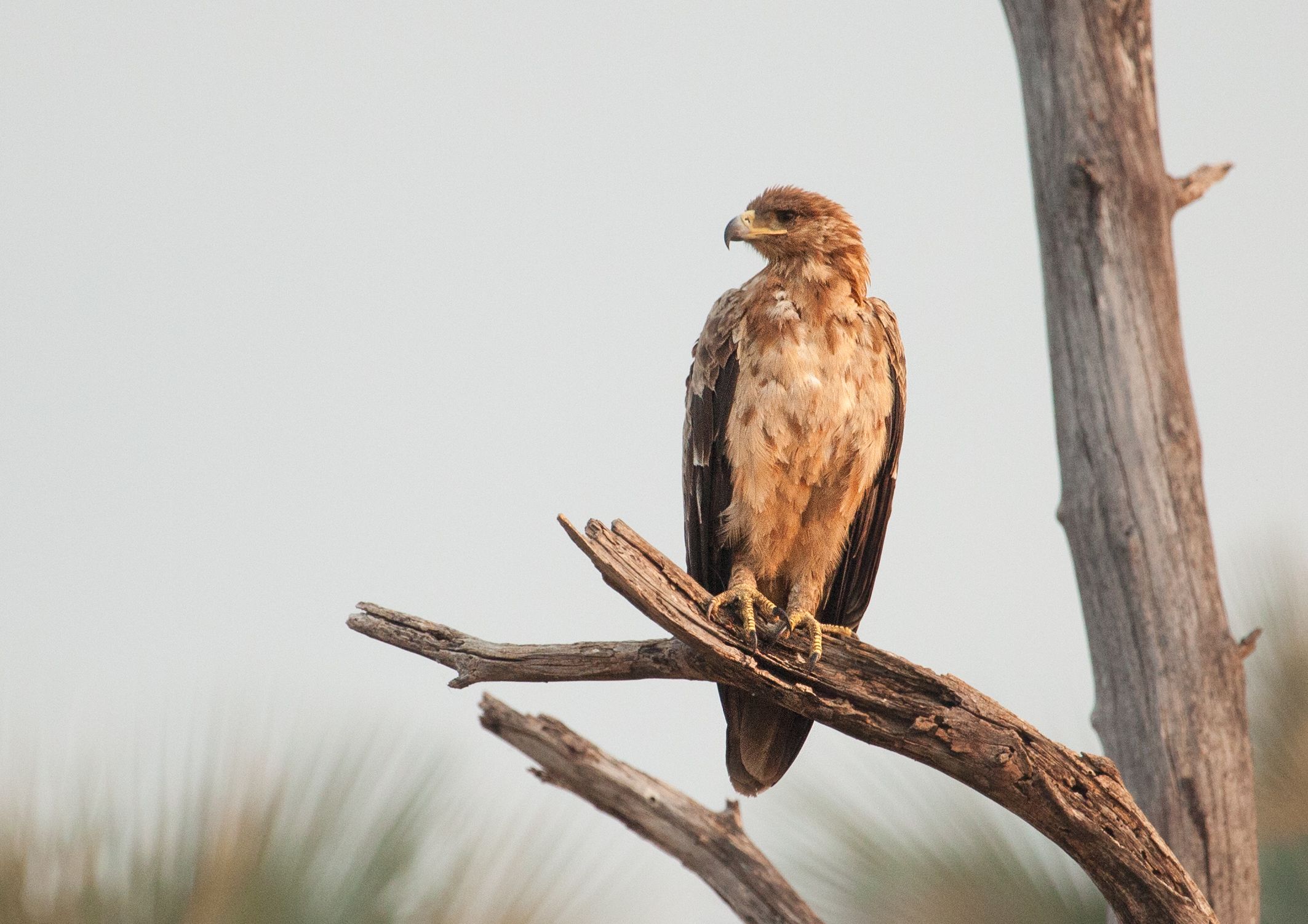 Day 18 Okavango Sandibe (54 of 69).jpg