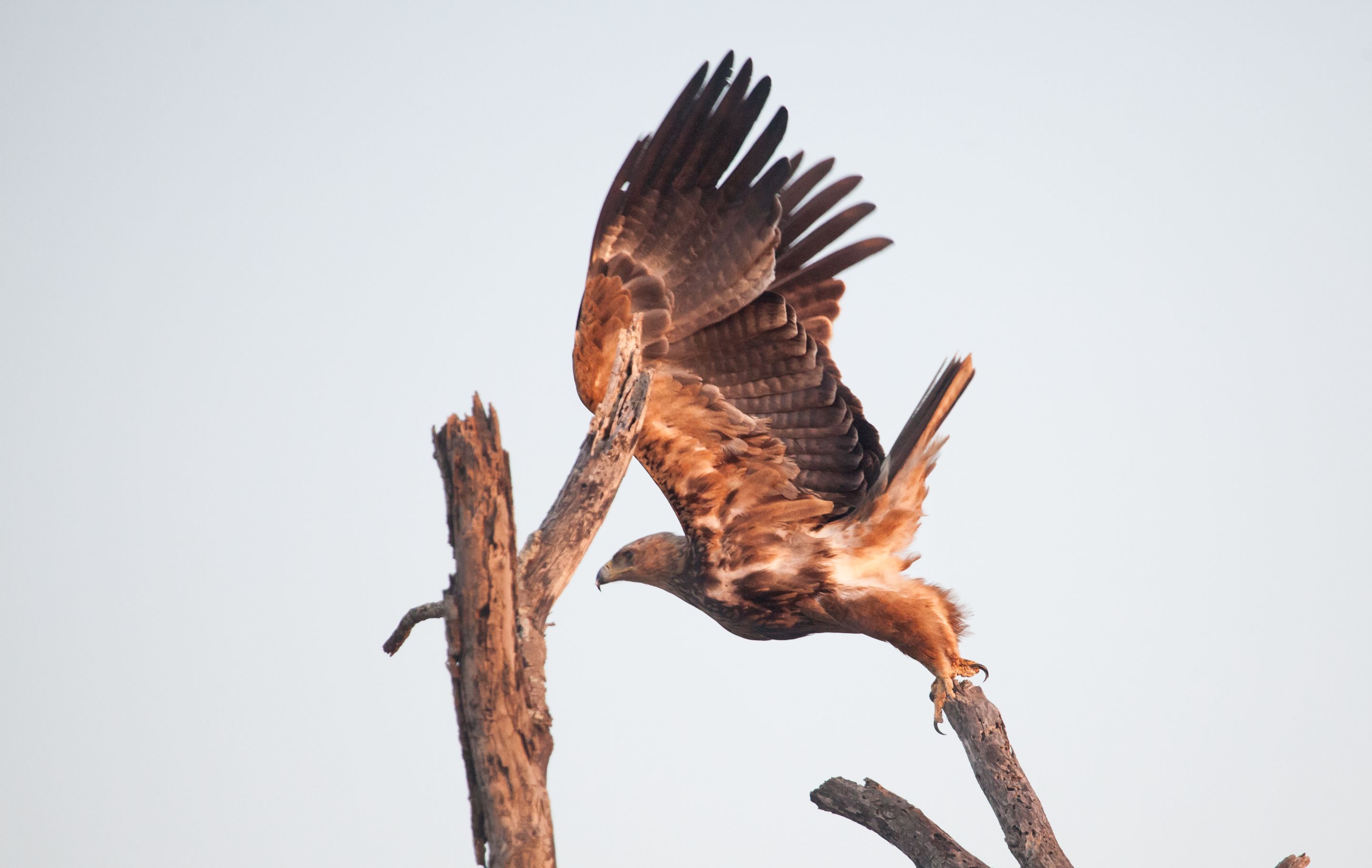 Day 16 SabiSands (19 of 28).jpg