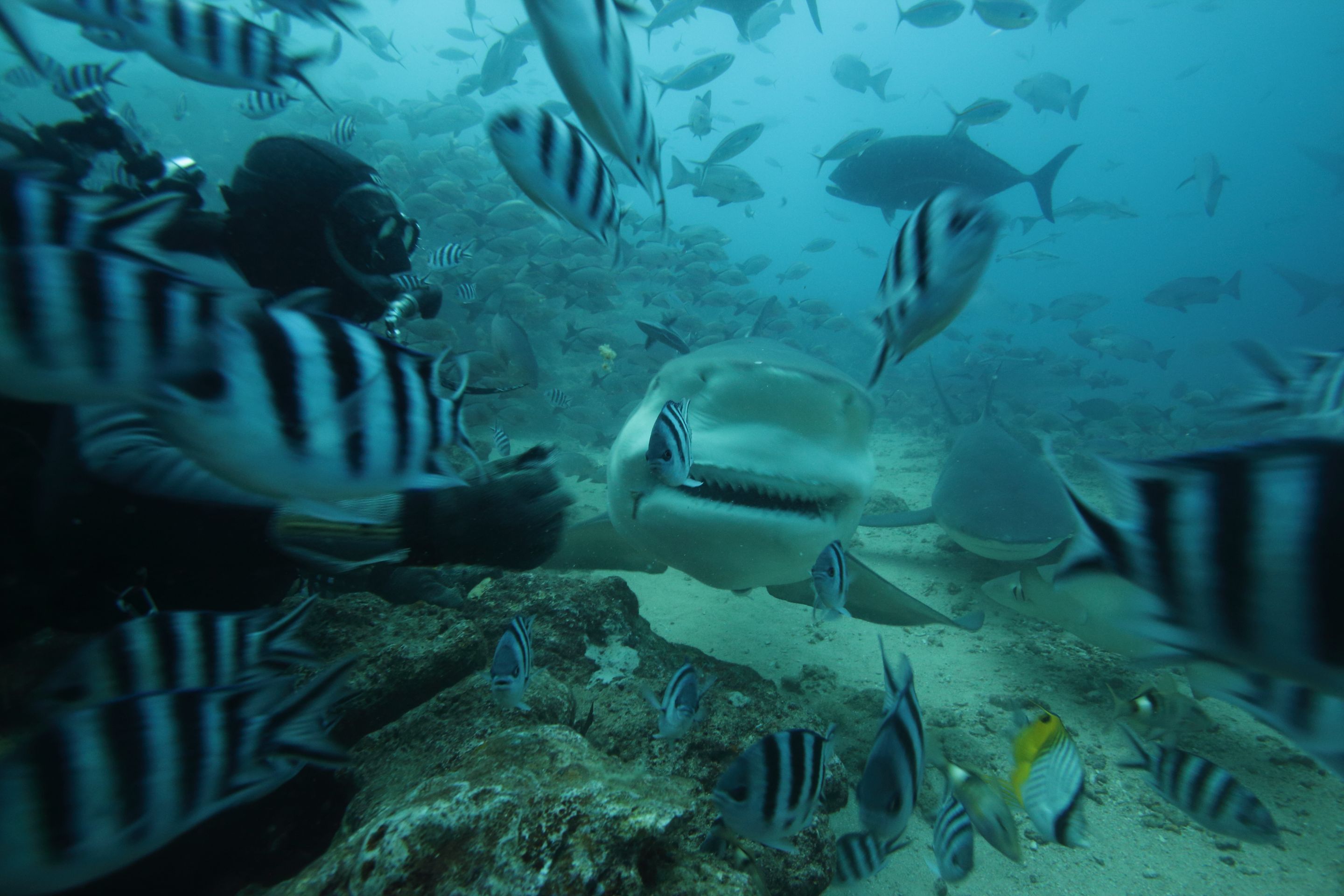 BeqaSharkDive50.JPG