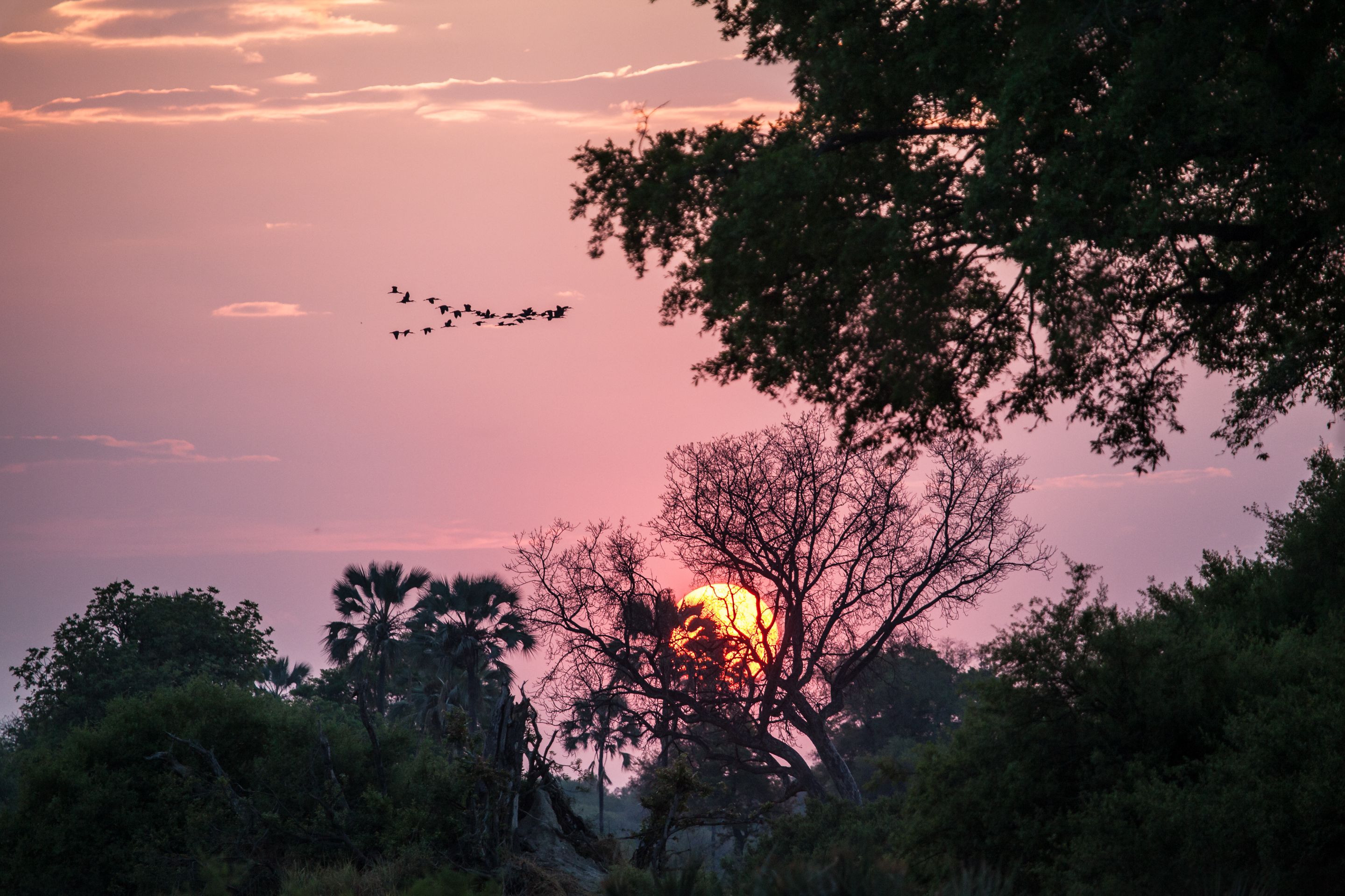Day 17 Okavango Sandibe (42 of 85).jpg
