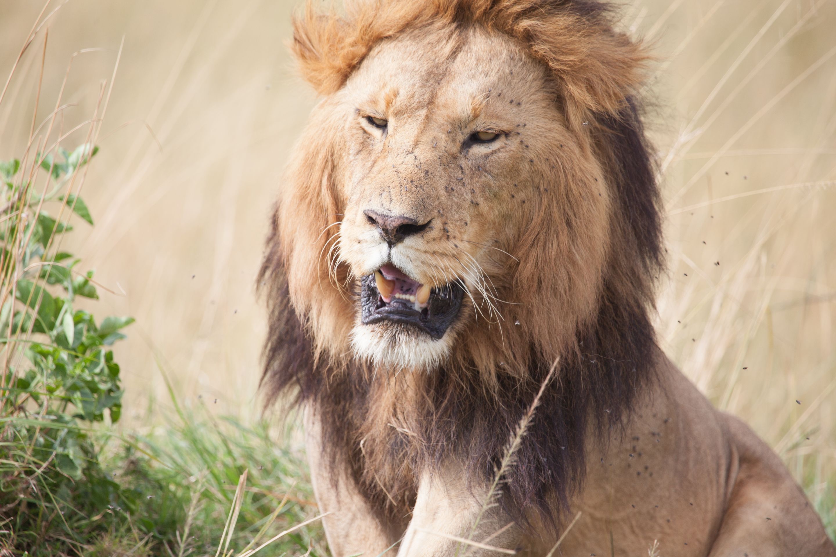 Day 4.5 Mara (52 of 63).jpg