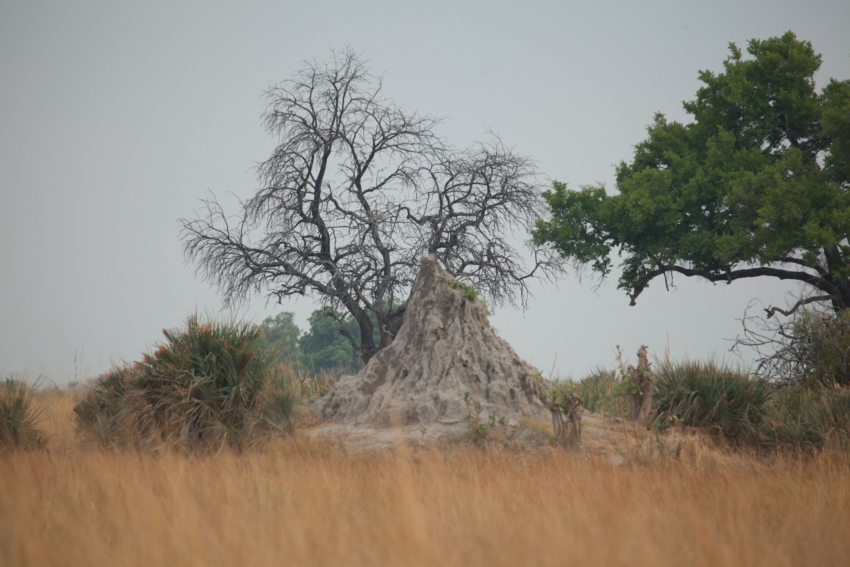 Day 17 Okavango Sandibe (62 of 85).jpg