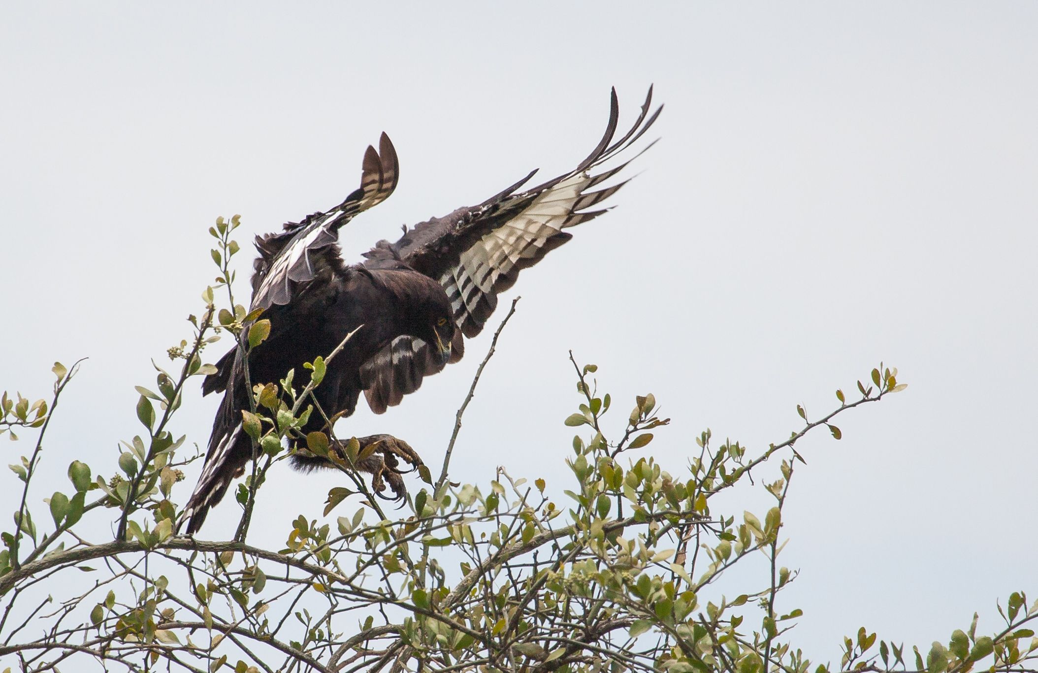 Day 2 Mara (89 of 117).jpg