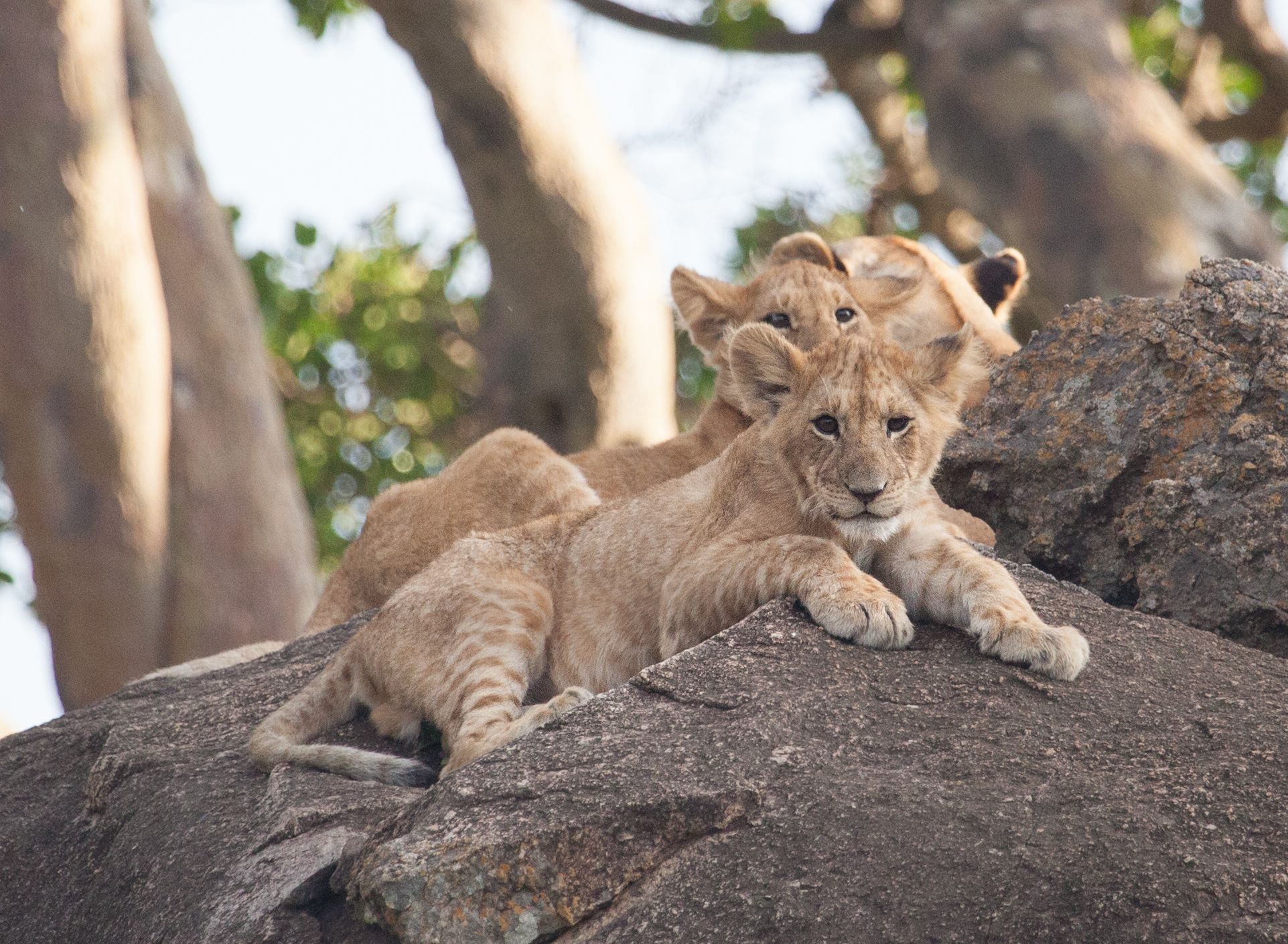 Day 5 Serengeti (48 of 65).jpg