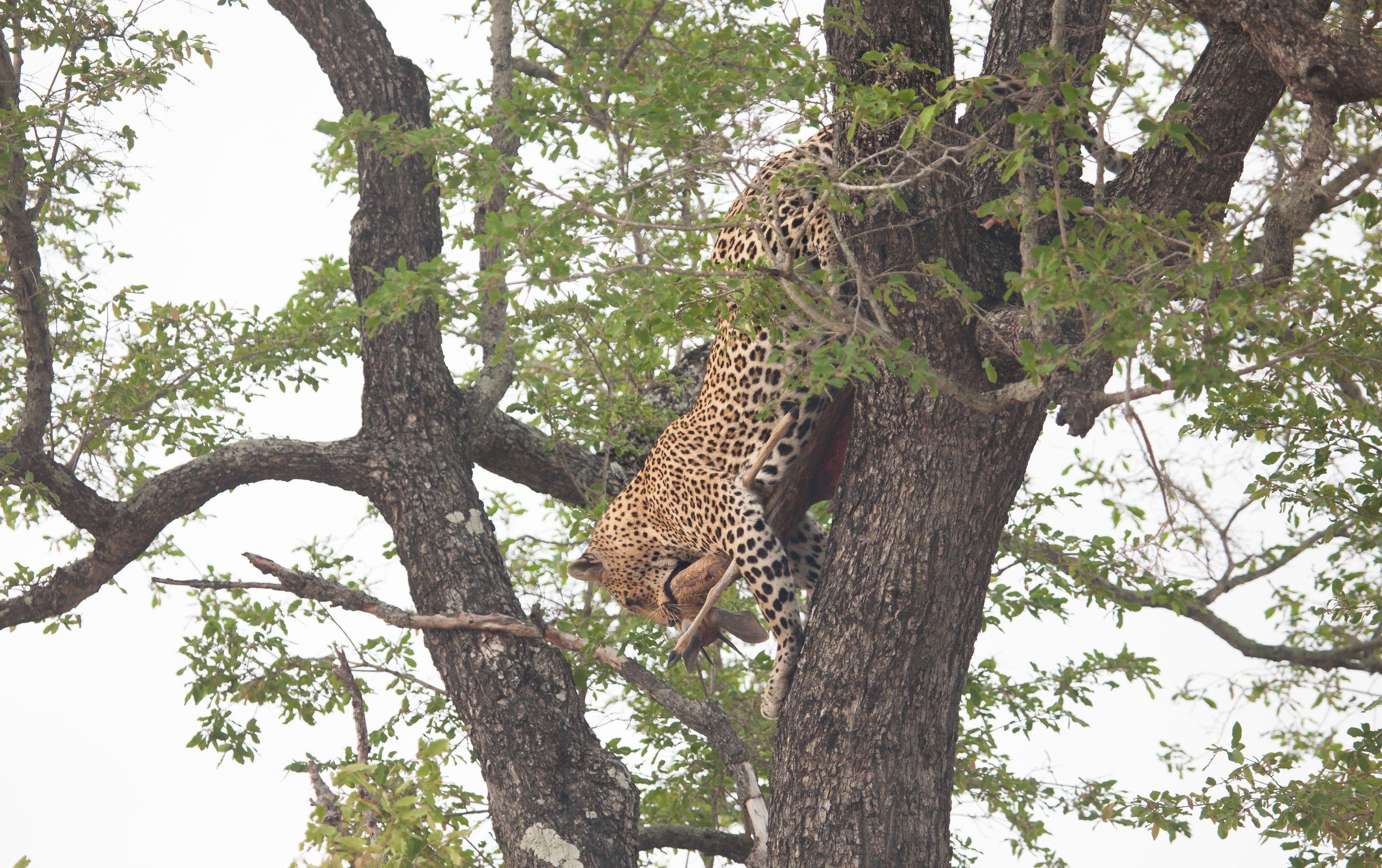 Day 14 SabiSands (46 of 67).jpg