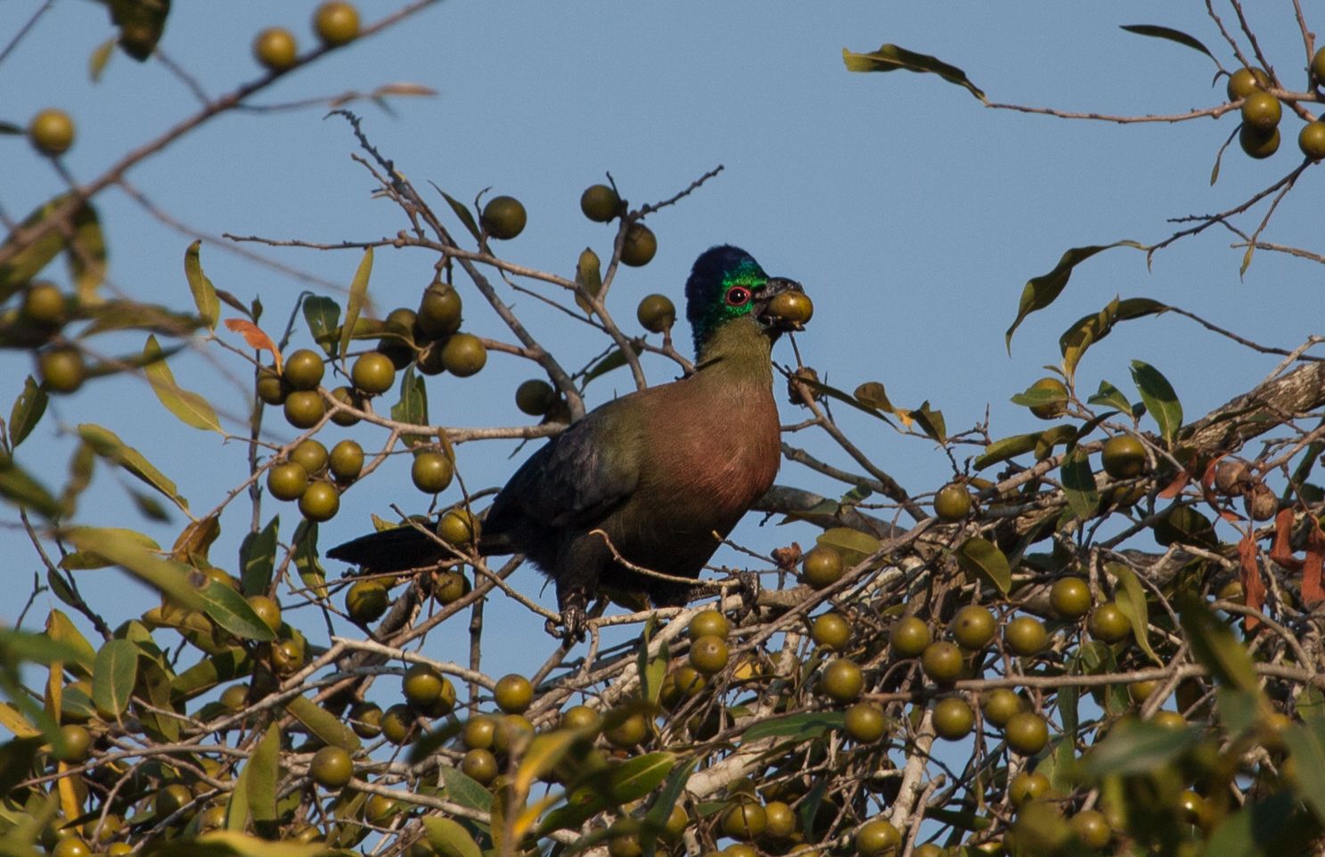 Day 16 SabiSands (24 of 28).jpg