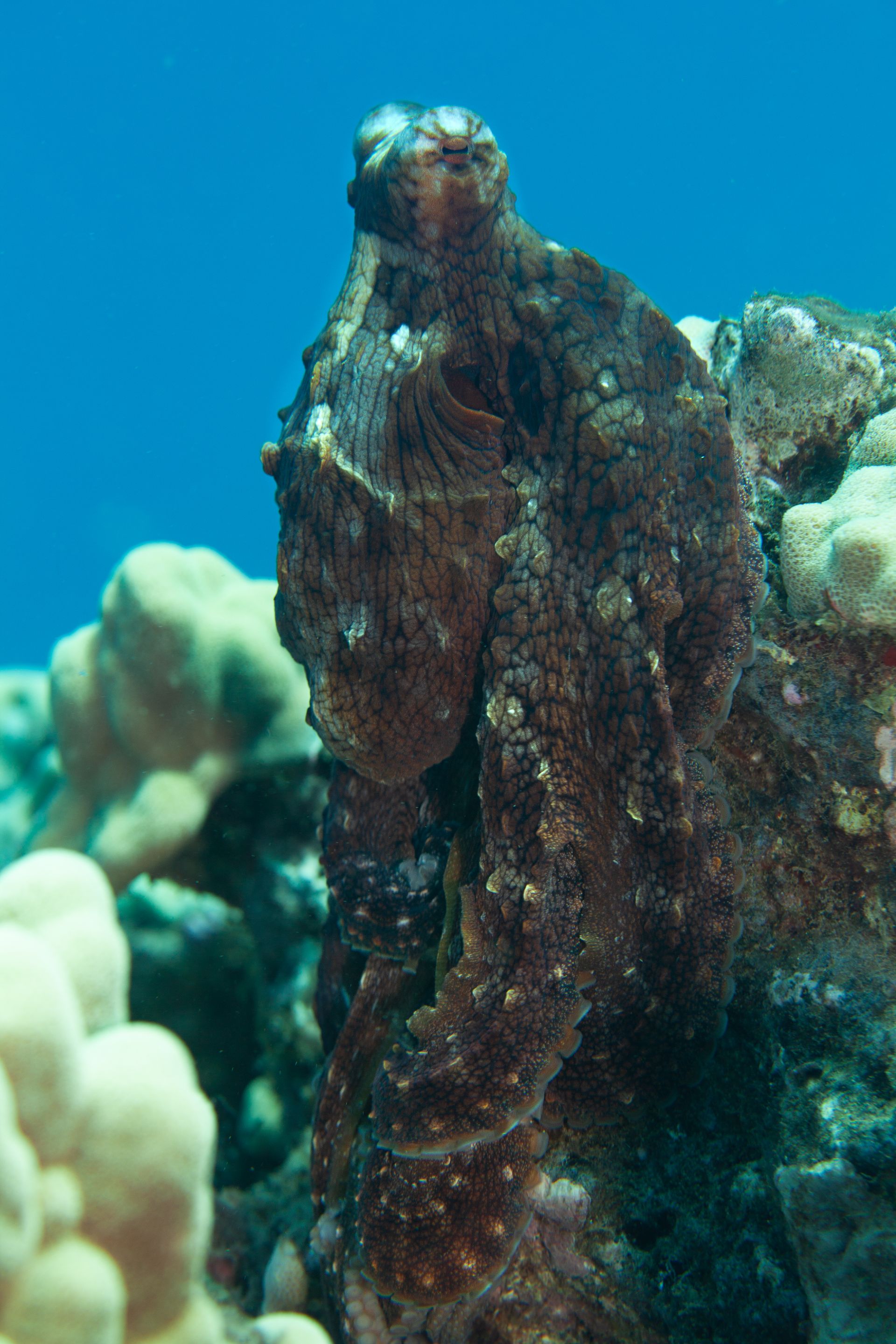 TurtleTown Solo Dive (25 of 36).jpg