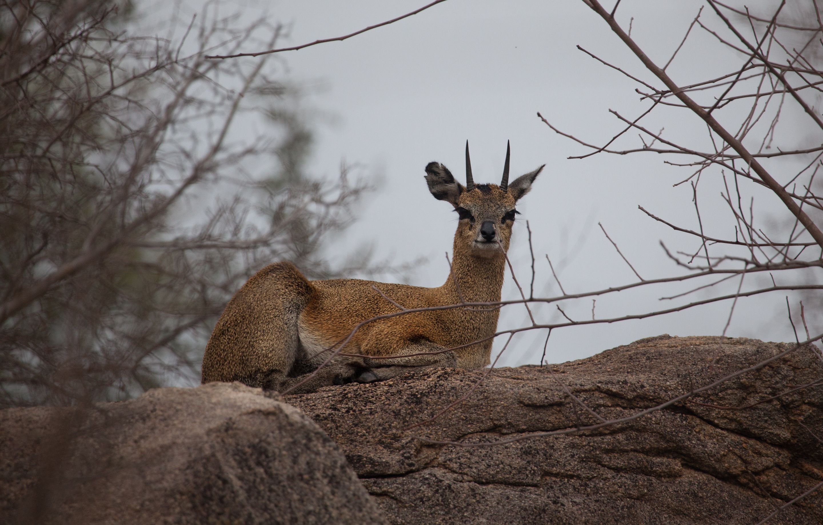 Day 12 SabiSands (14 of 43).jpg