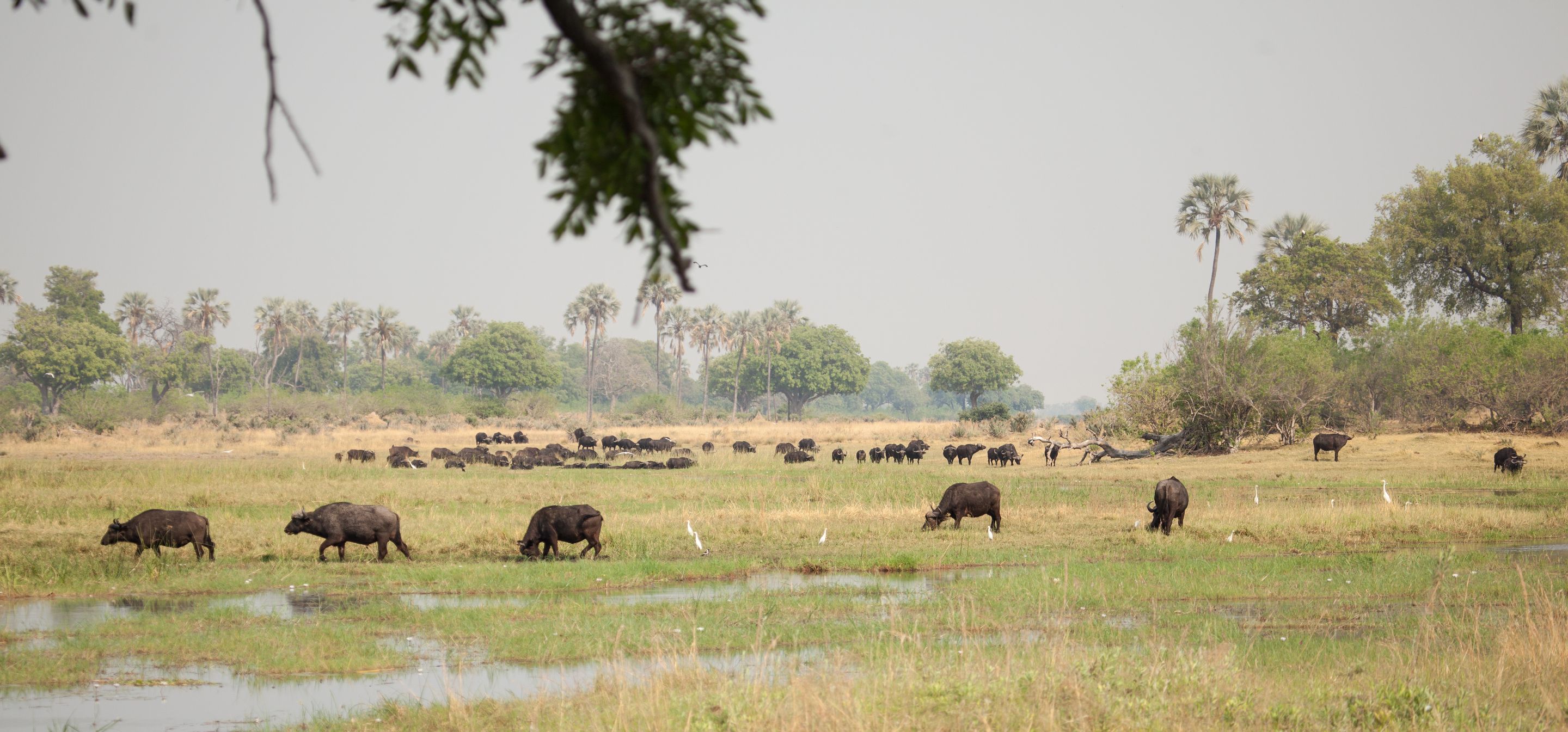 Day 19 Okavango Sandibe (6 of 27).jpg